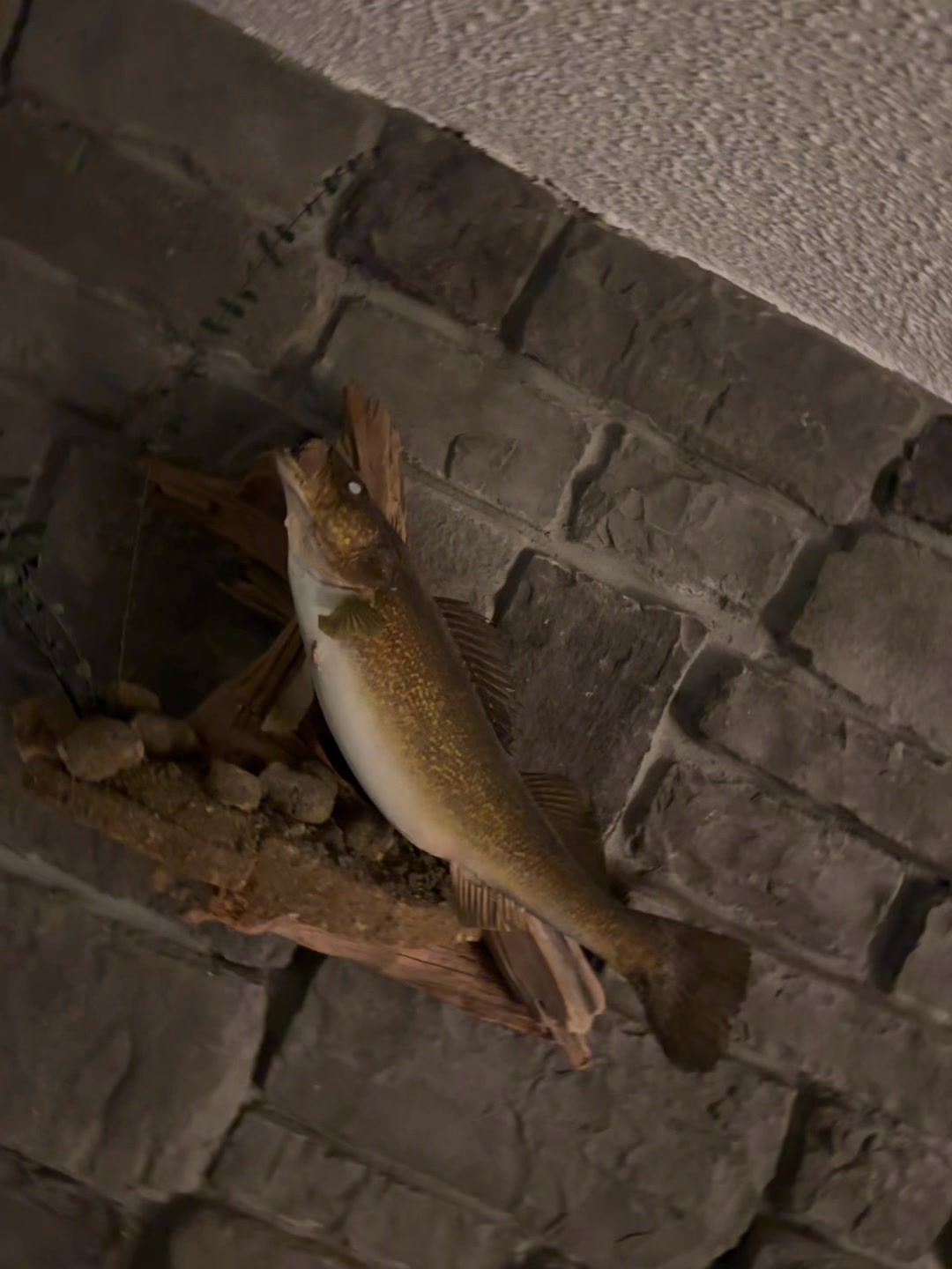 Back in the 70s and 80s. If you have this fish. You happy already