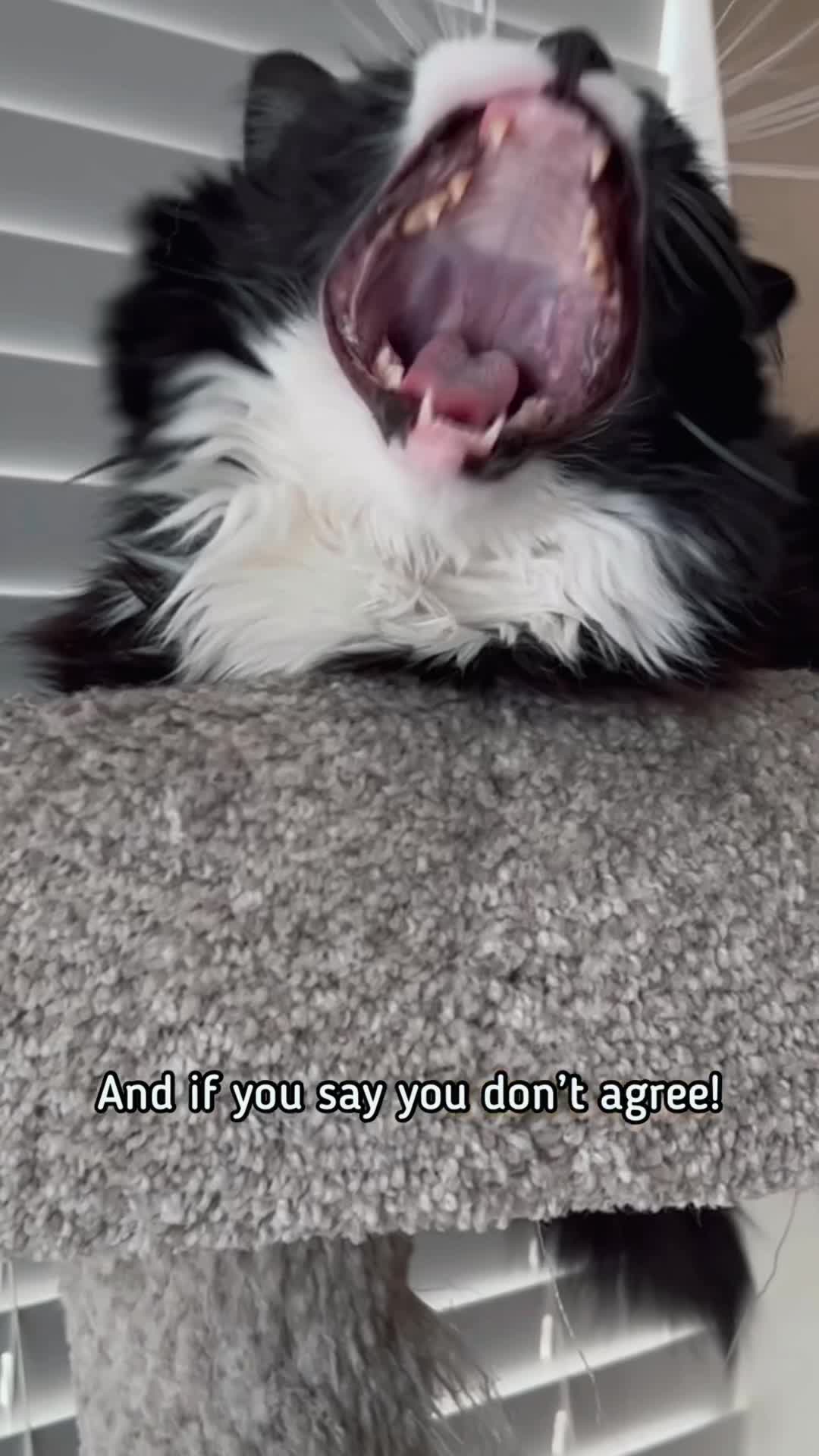 “I can even be a beeeeeee!!!!” #pennythecat #talkingca | Penny ...