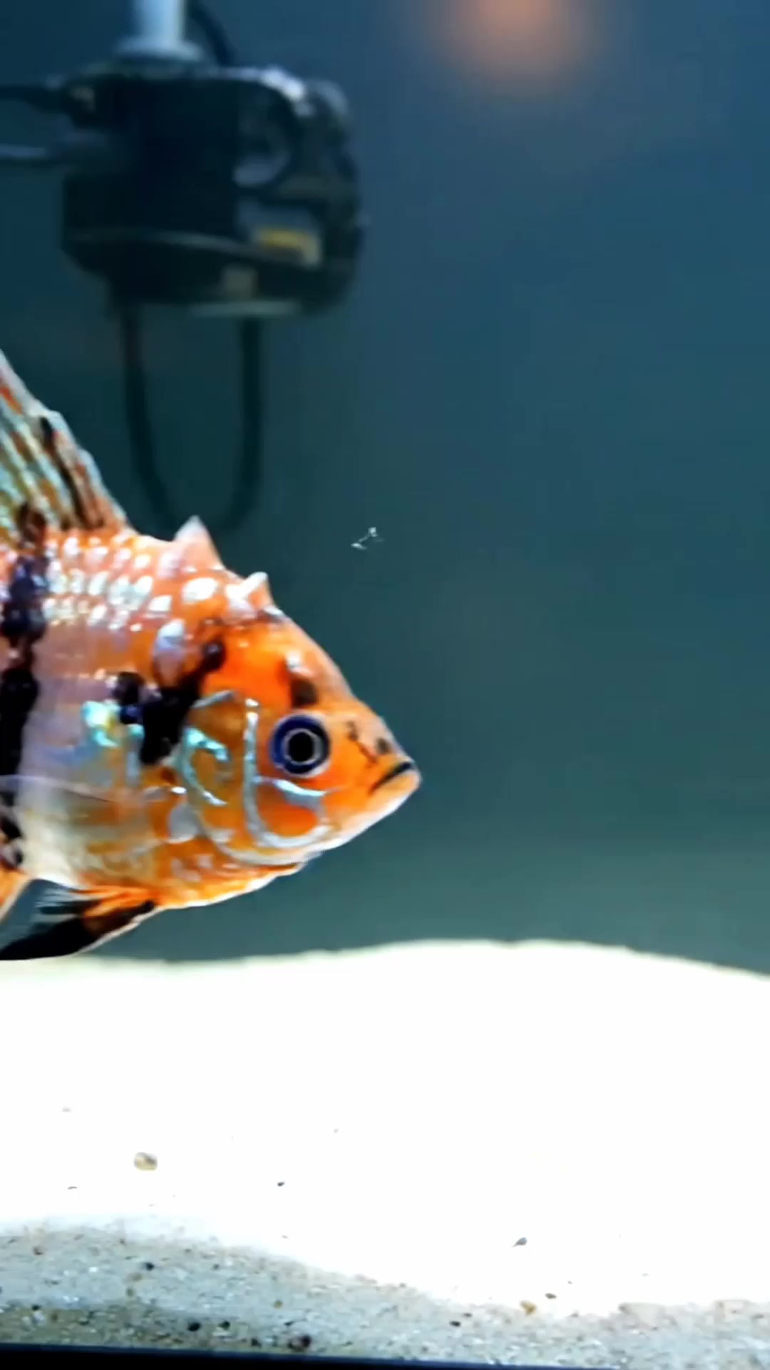 Most Beautiful Fish - Cute #Fish #pet #shorts #REEL #TRENDING #NEW # ...