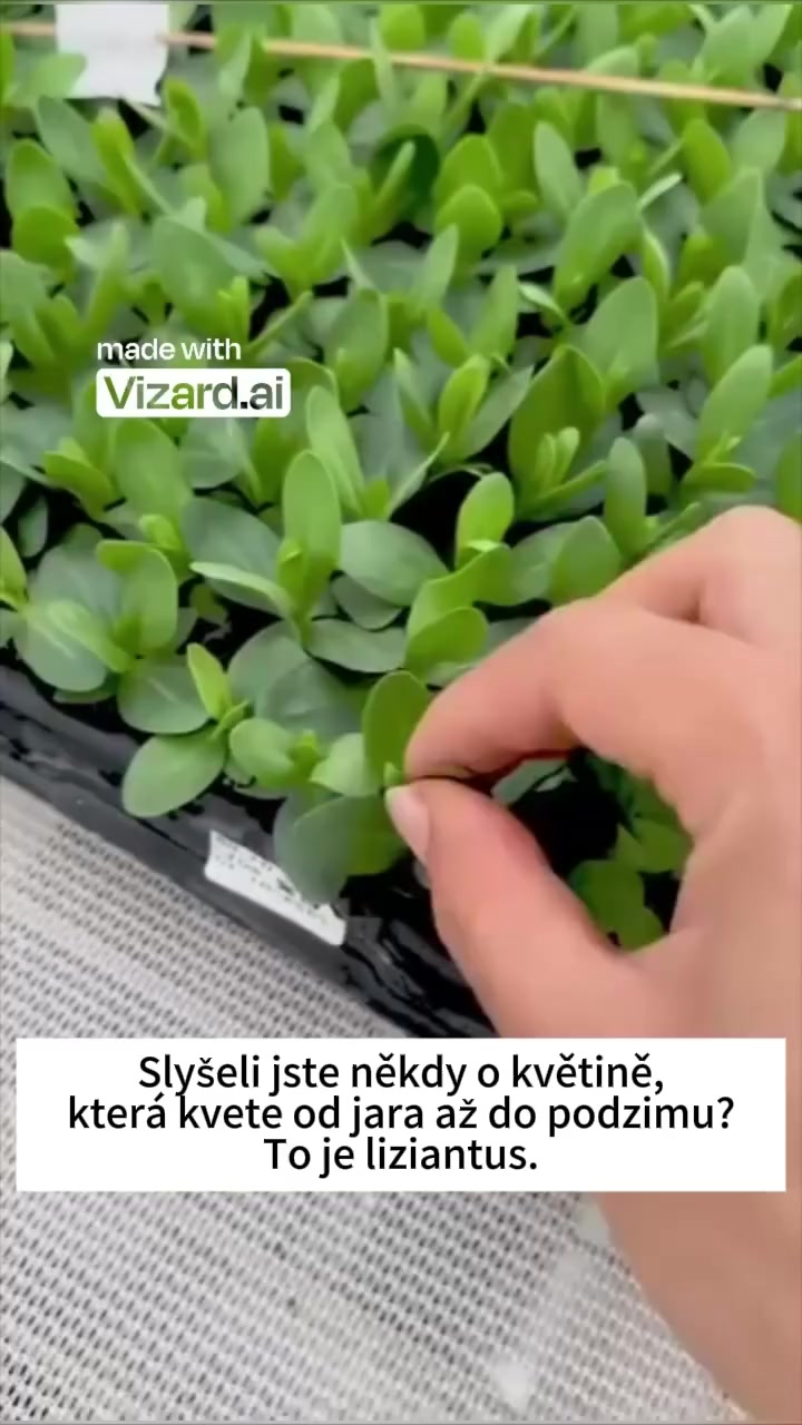 🌺 Liziantus – Upřímná láska Jemné květy podobné růžím, které promění ...