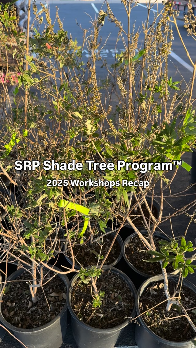 2025 marks another successful year of the SRP Shade Tree Program ...