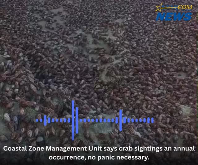 The movement of hermit crabs across some of Barbados’ beaches is ...