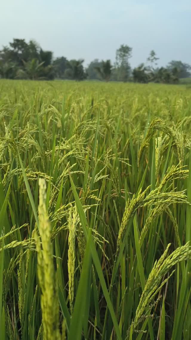 நெல் வயல்கள் எப்படி இருக்கும் நன்பர்களே 🥰😘#natural #agriculture #my ...