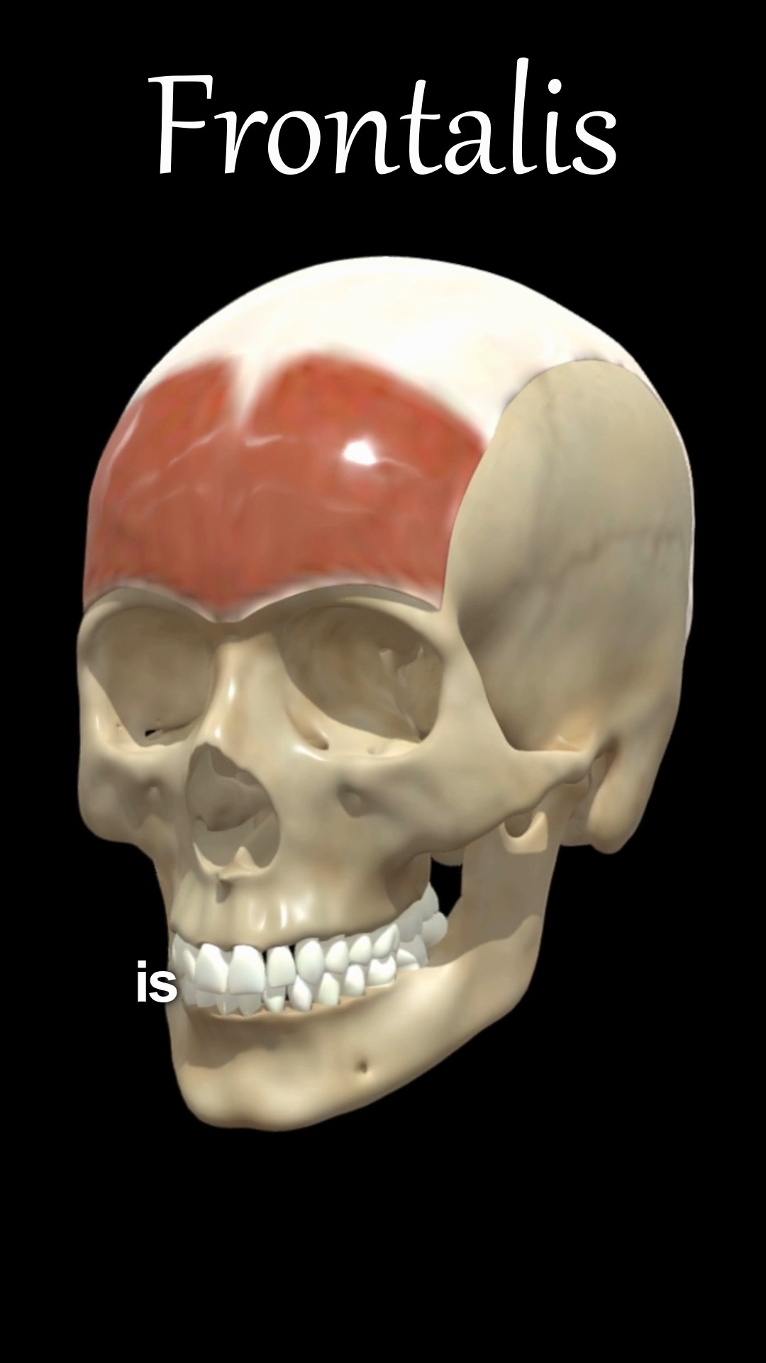 The frontalis muscle (often called the occipital frontalis because of ...