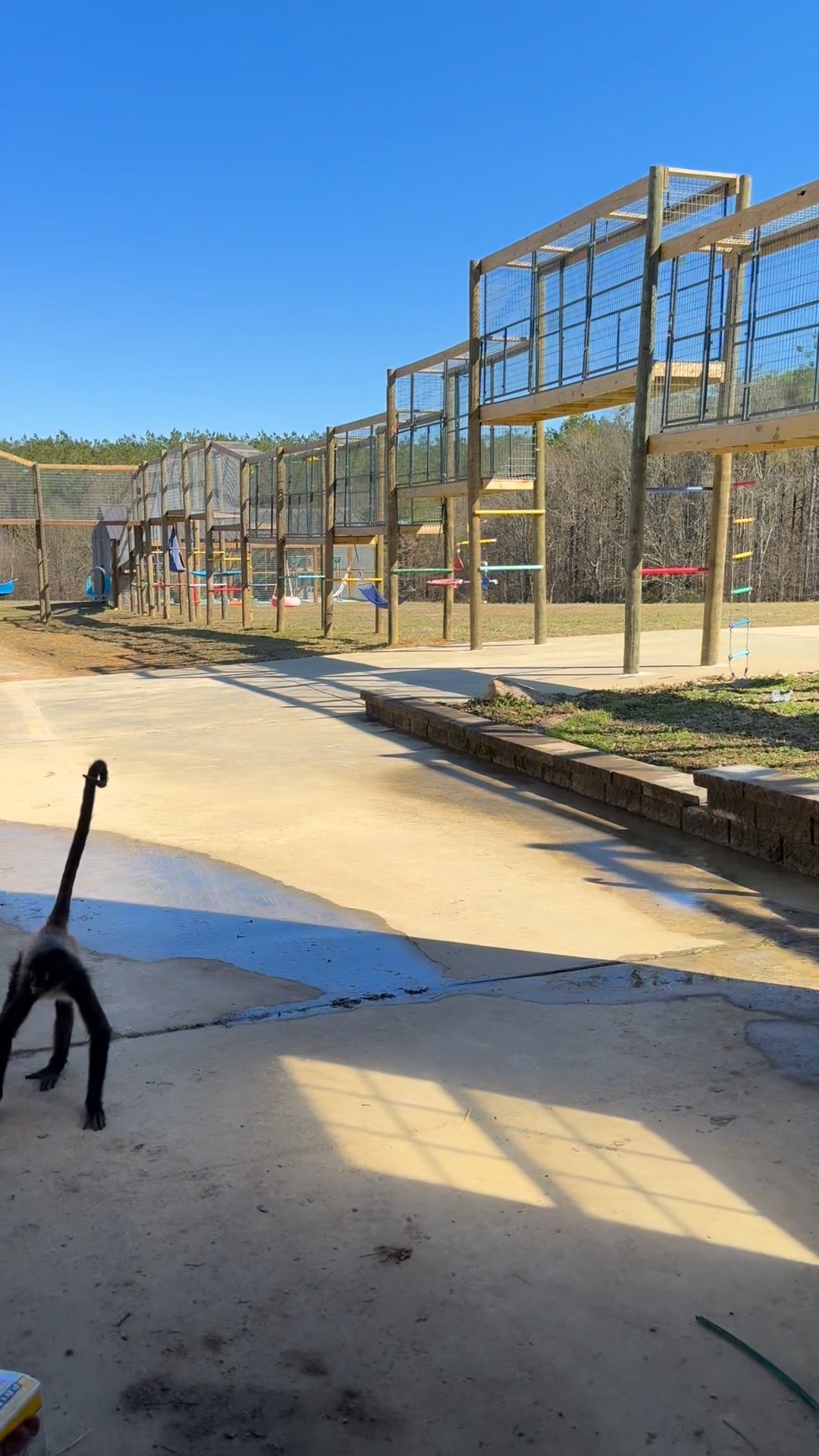 Spider monkey Birdy does not like the deer target😂 | Clanton Ridge Farm ...