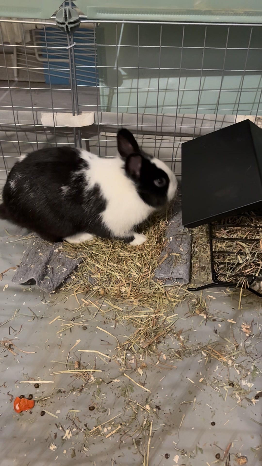 À l’adoption : Mixo , lapin nain un peu moins d’un an Le beau Mixo ...