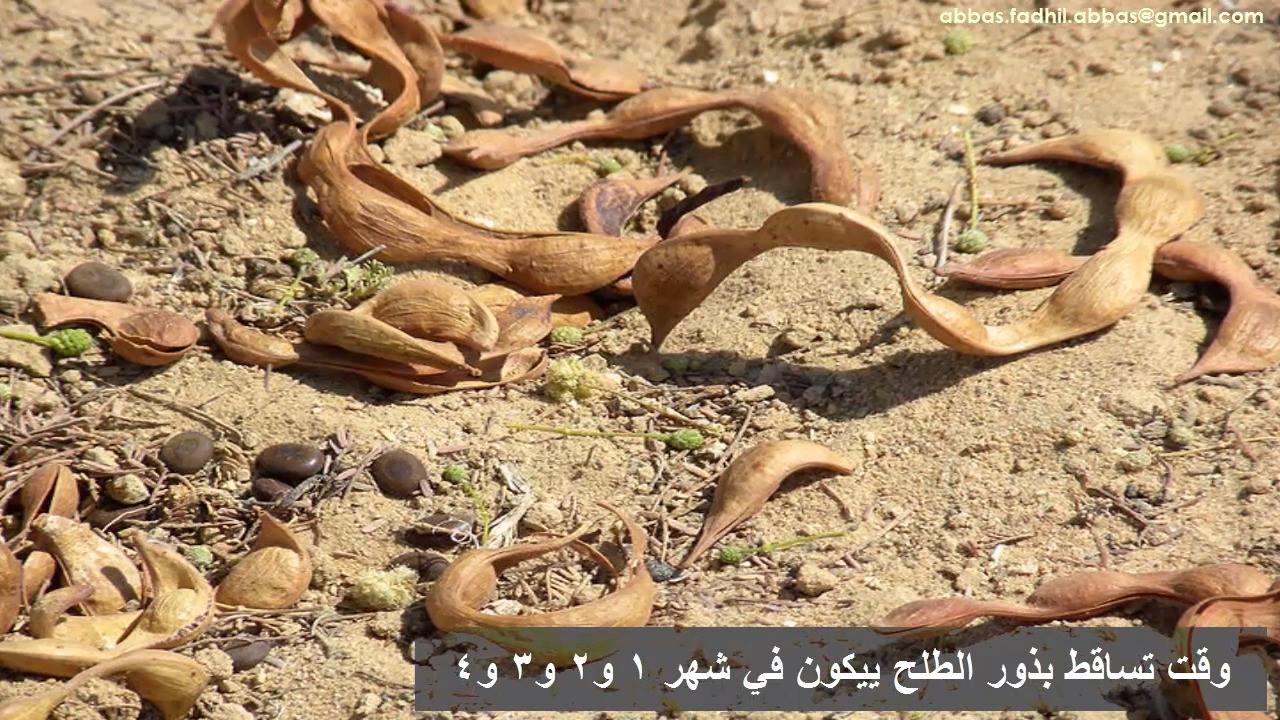 ازرع شجرة طريقة زراعة الطلح العربي بأنواعة النجدي والعراقي والسمر والسلم Facebook