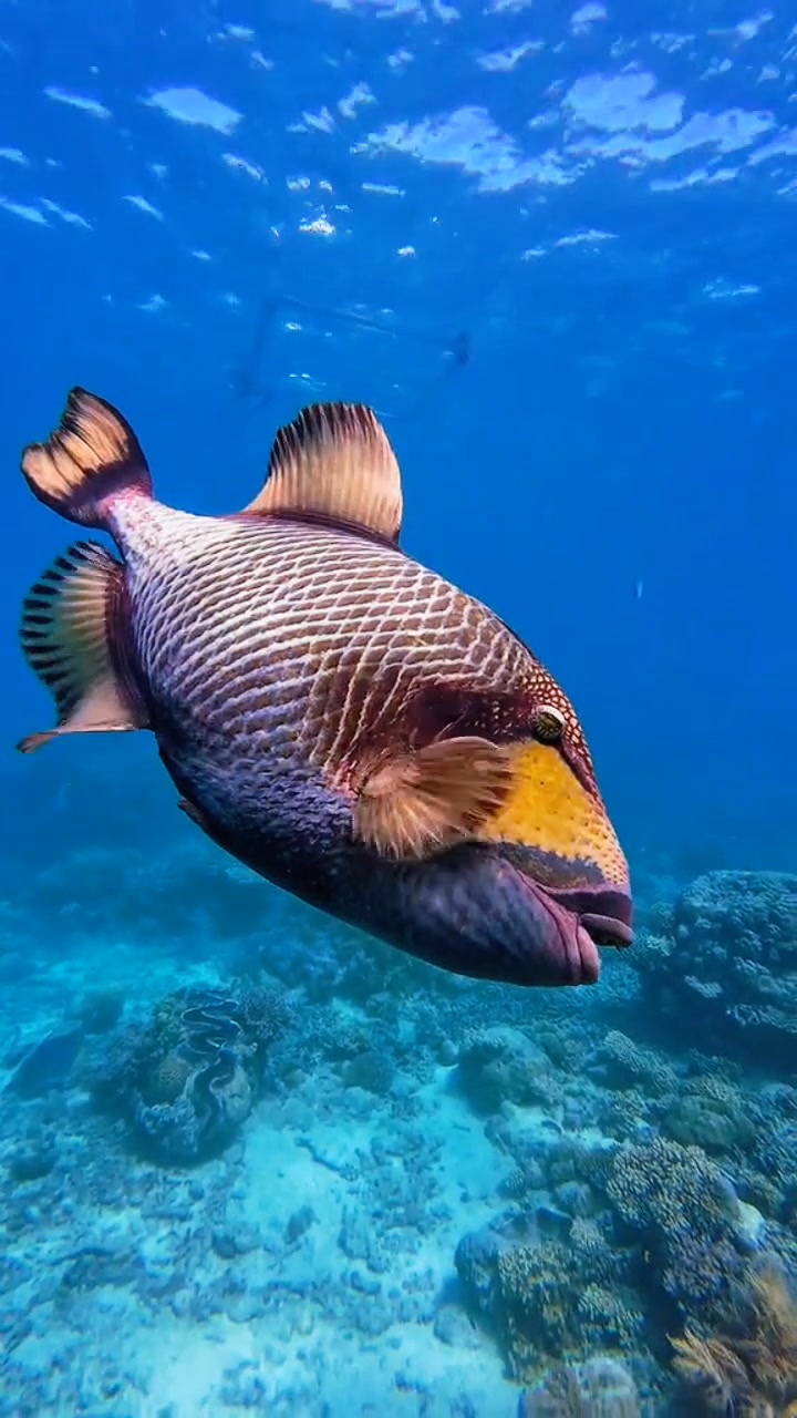 Pakol #triggerfish #titantriggerfish #fish | Romy Diaz | Facebook