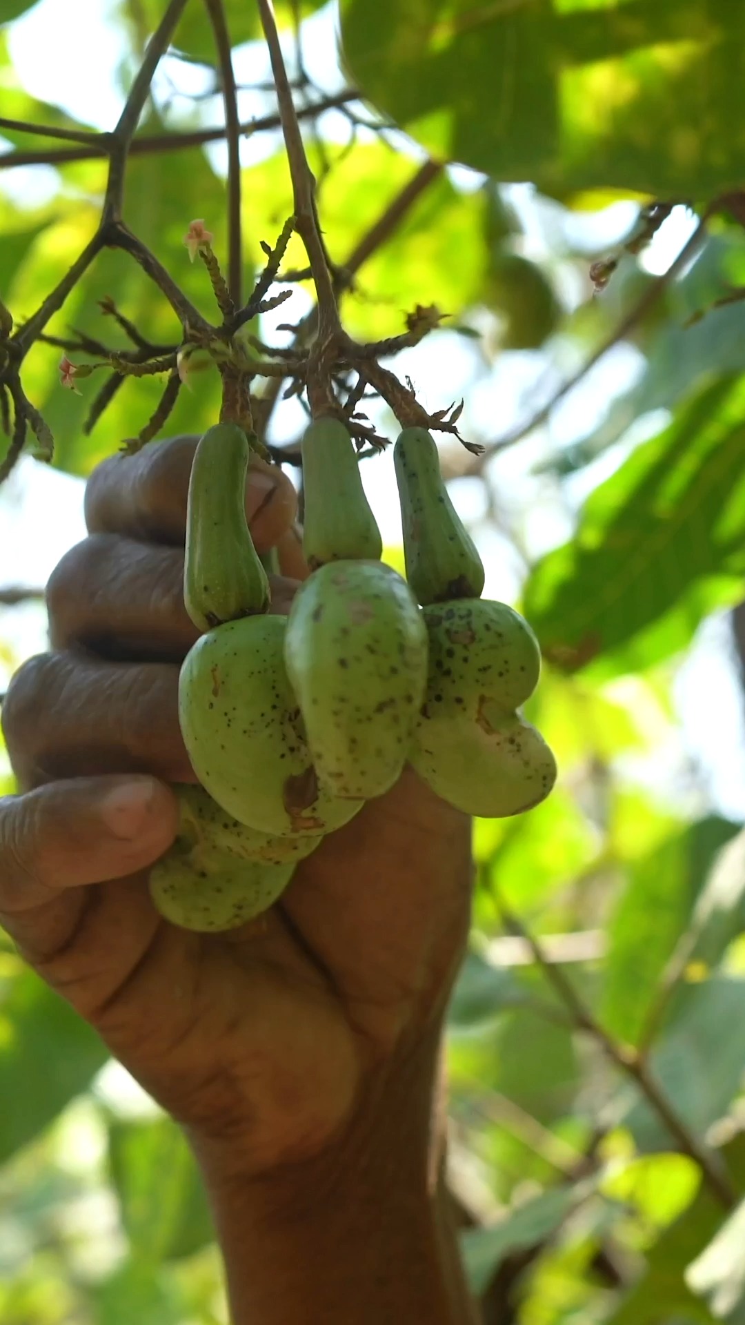 Kerala Spicy and Flavorful Raw Cashew Nut Curry Ingredients Cashewnut ...