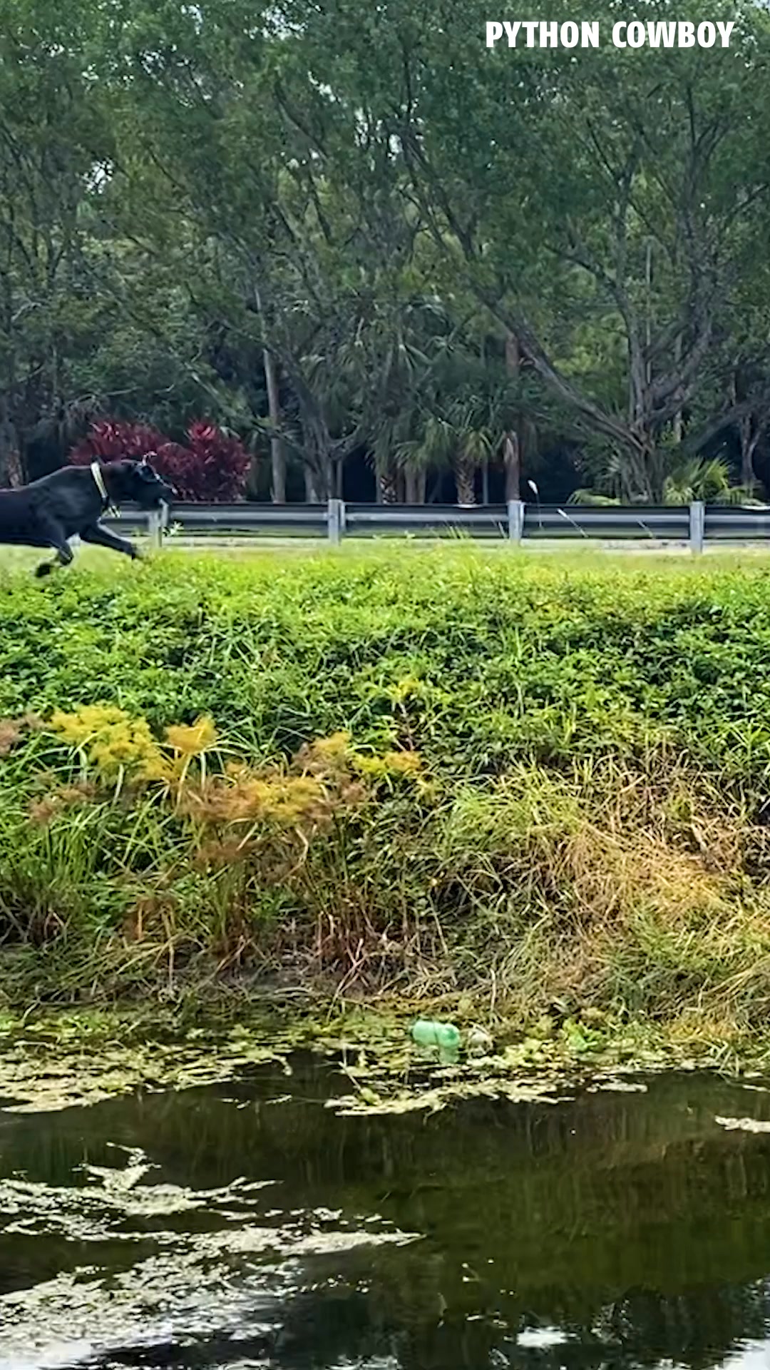Otto always impressed me with his ability to dive under the water and ...