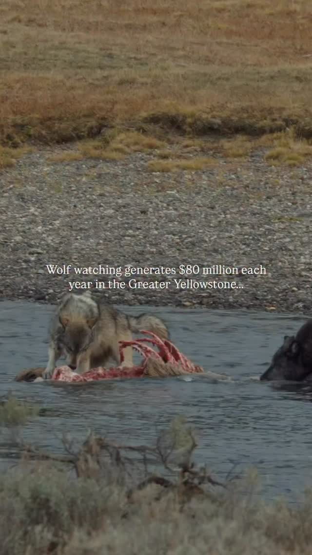 Devastating news from @hannahrheaume ️ Another Yellowstone wolf was ...