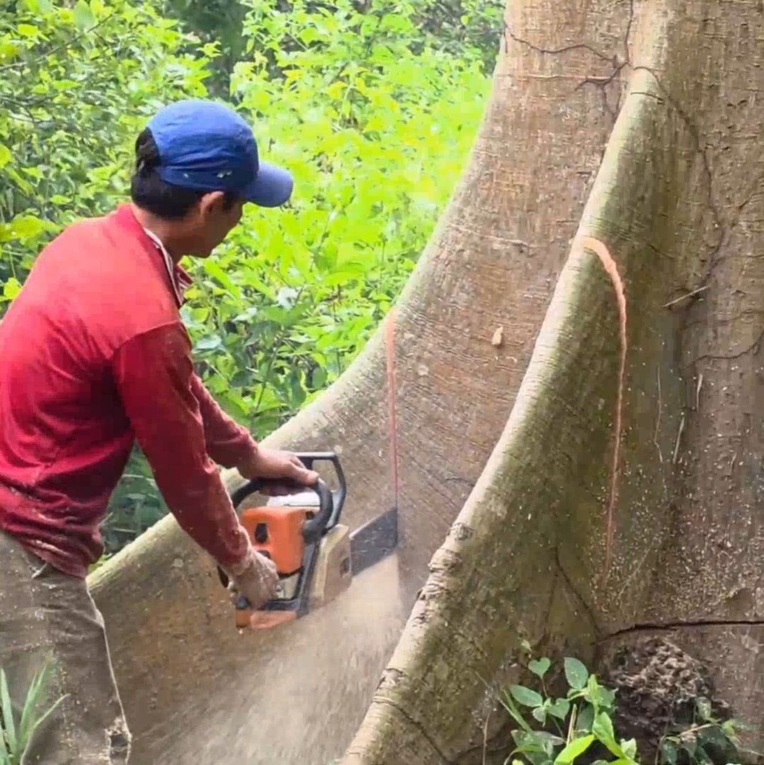 Amazing skill man cutting down tree | TV Post | Facebook