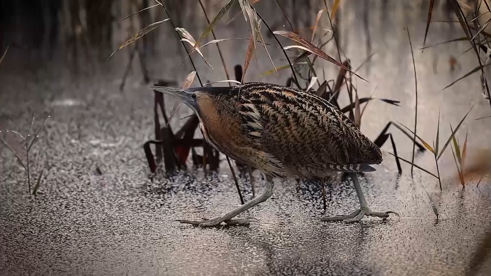 Bitterns are large and secretive birds that live amongst the reeds ...