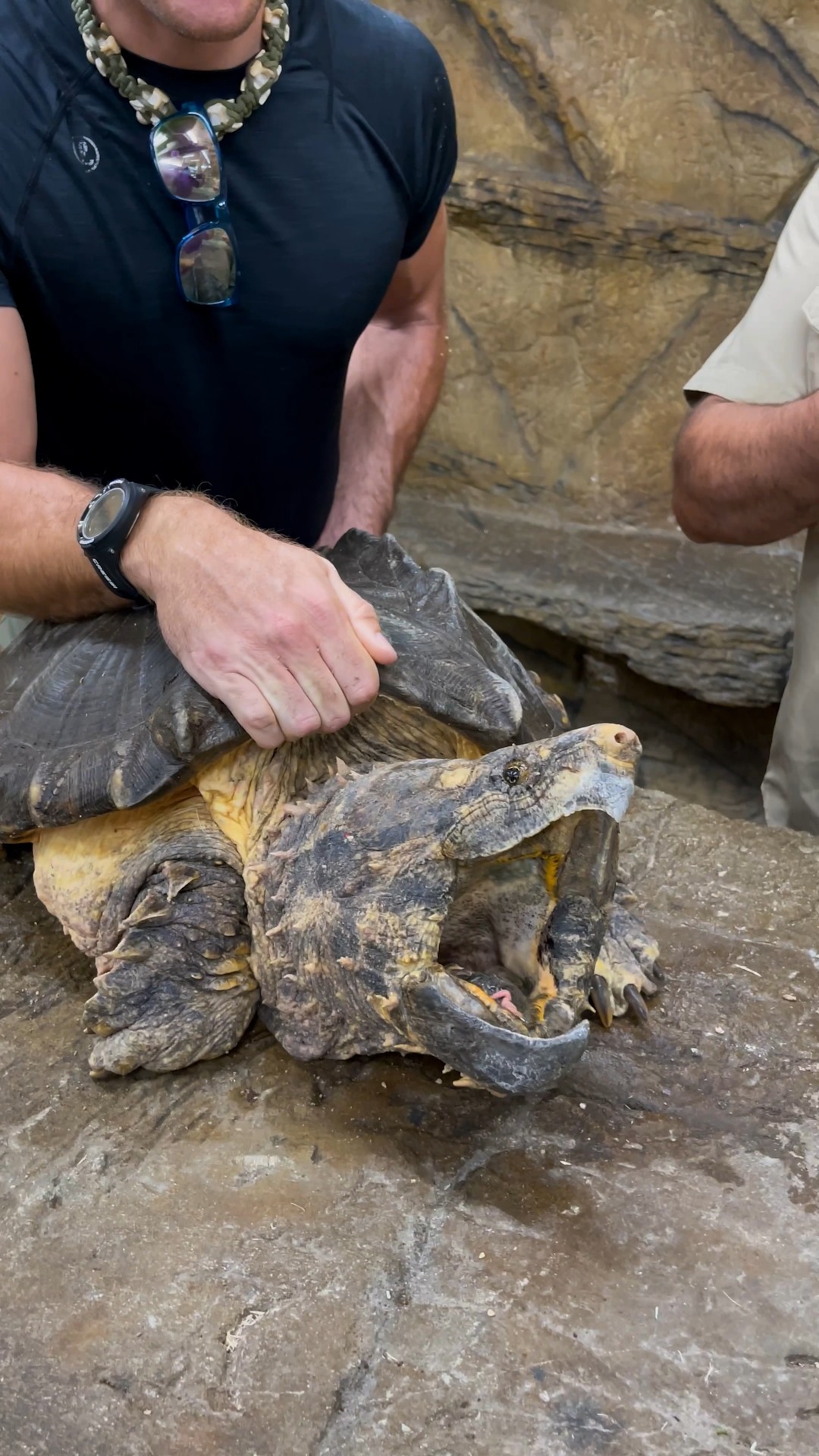 Snapping Turtles that can break bones and even metal ⛓️‍💥🎸, and baby ...