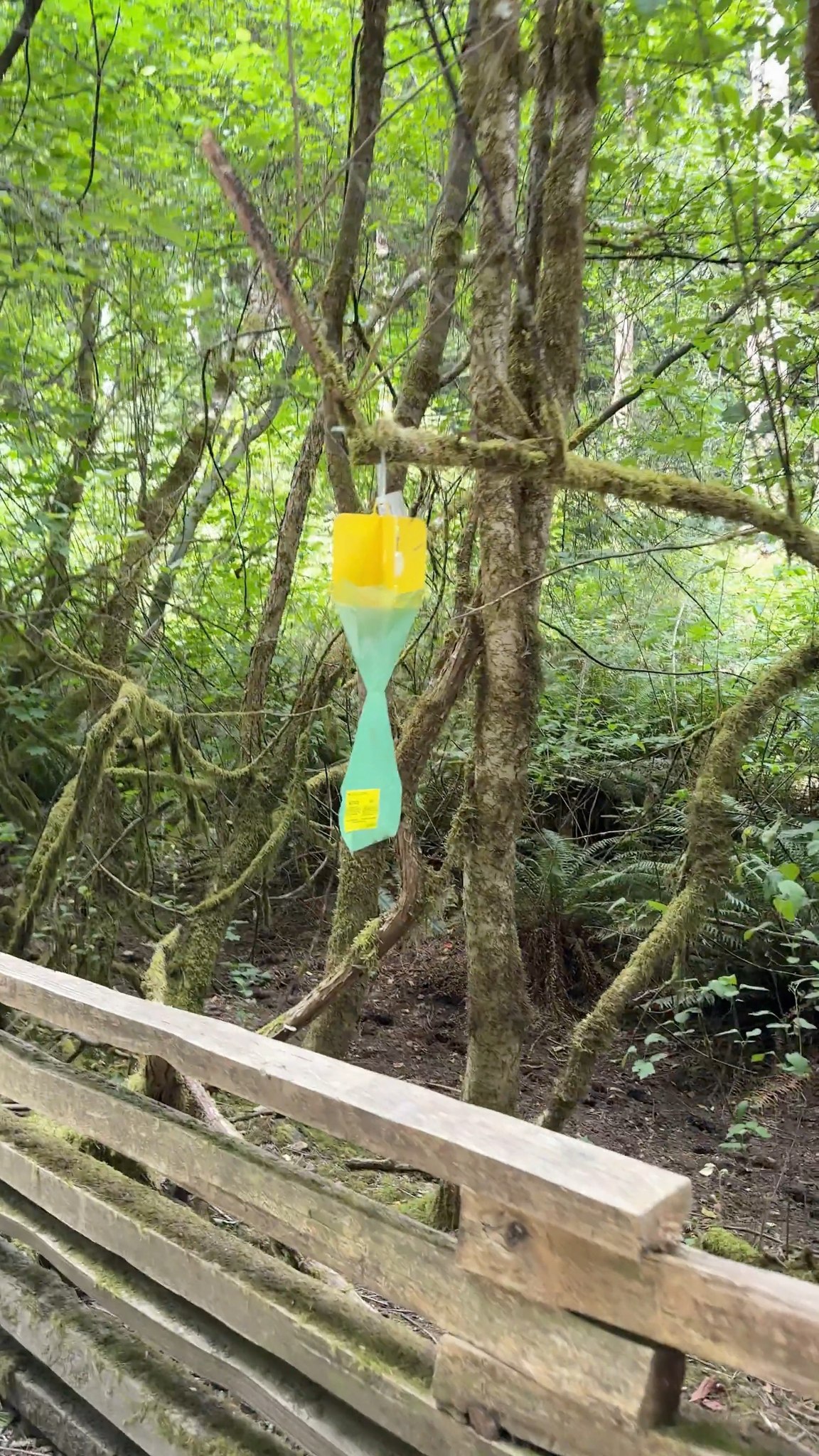 🪲 Seen one of these traps? Japanese beetle traps use specialized