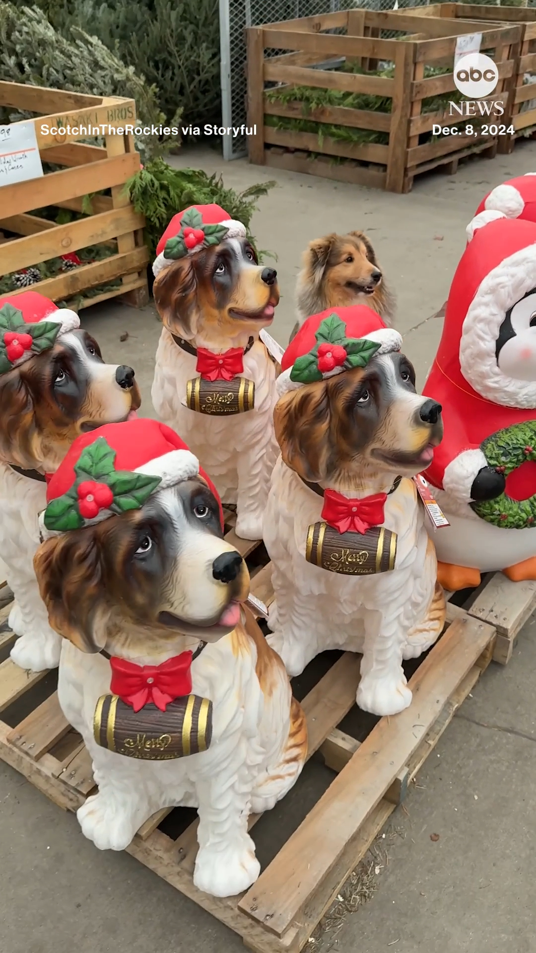 holiday dress up dog statue Can you spot the difference? An adorable pup joined a display of decorative statues at a Home Depot store, perfectly matching their pose. https://abcnews.visitlink.me/sPHfz- | ABC News Halloween