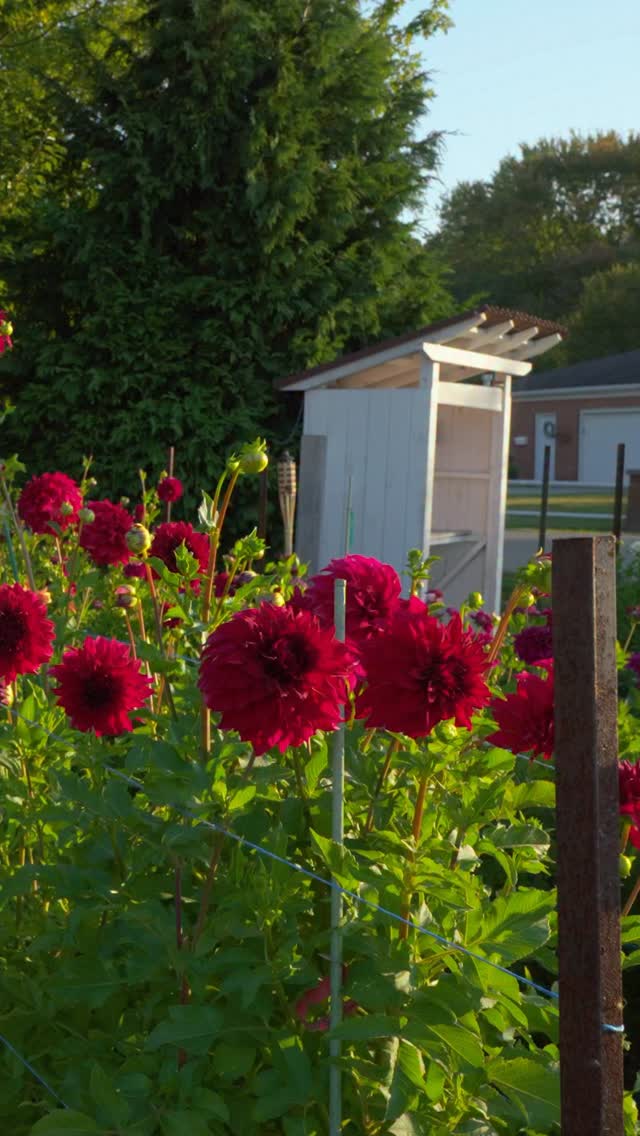Dahlia Mandrew - This one’s called Spartacus — I planted... | Facebook