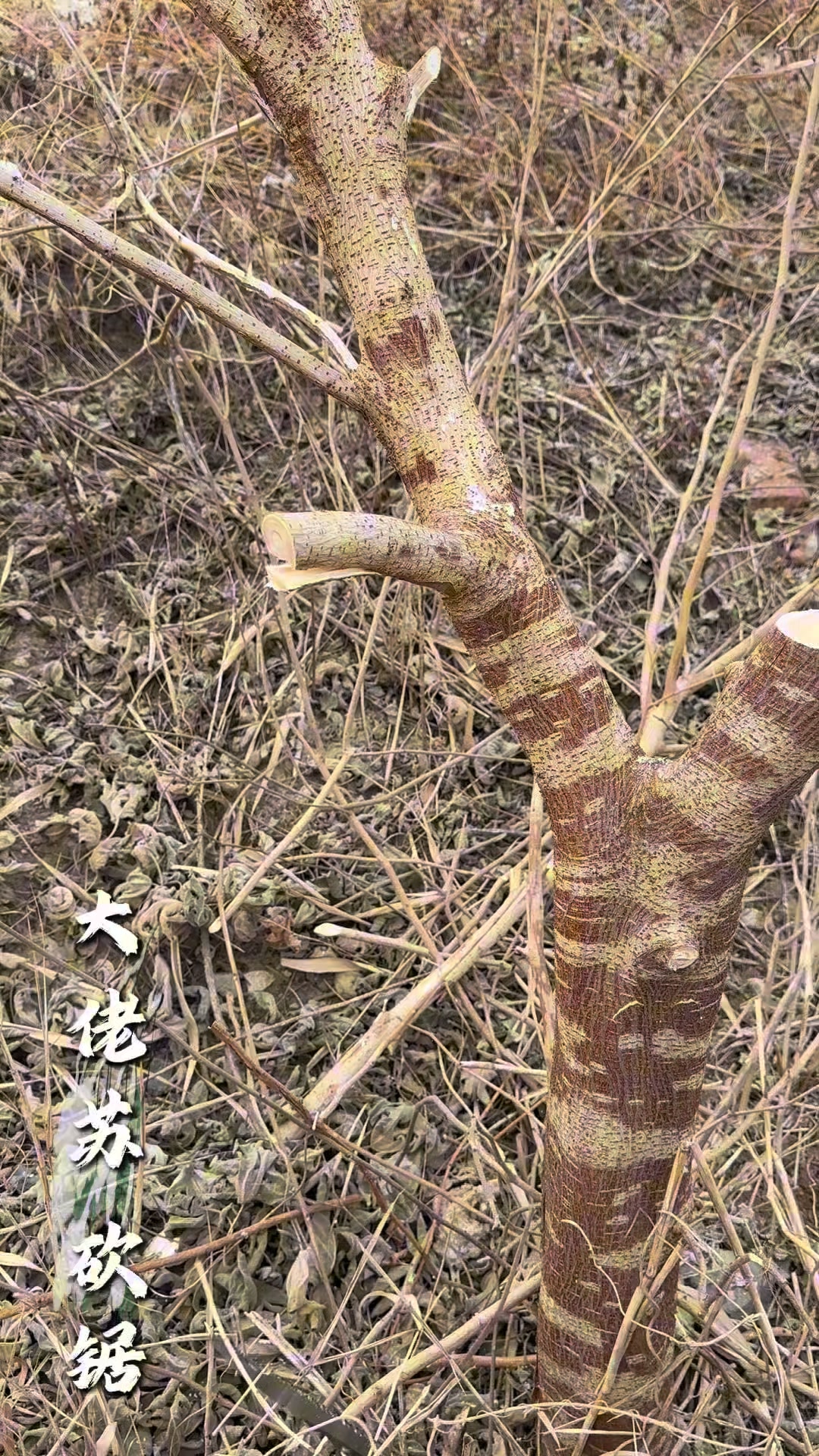 能砍能鋸大佬蘇品牌砍鋸帶一把回家準沒錯#大佬蘇砍鋸 #砍鋸 #鋸 #園林工具 #手鋸 喜歡的大大添加賴：0938205706 | 上原築 ...