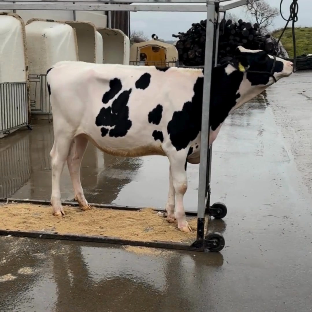 🎄Pro Rind Elite Sale - LOT 8 Live sale 13th December 2025 Online ...