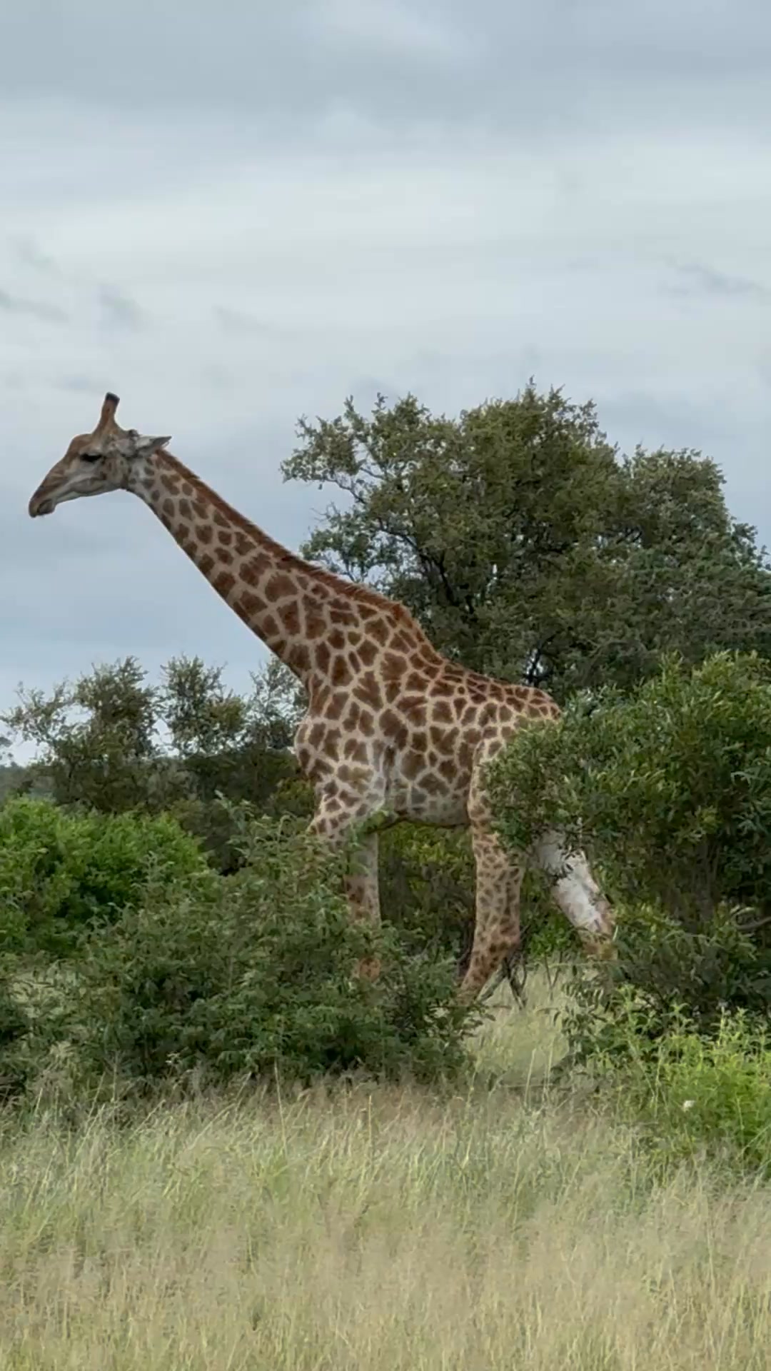 🥰🦒 #wildlife #giraffe #animals | Wildest Kruger Sightings | Facebook