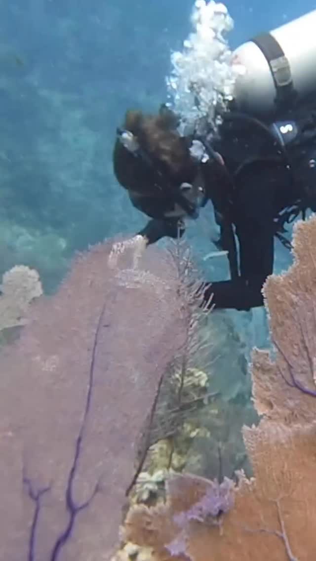 This summer, our marine biology students took their learning underwater ...