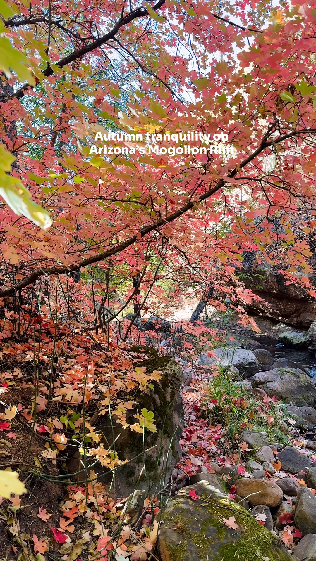 Before you come at me 😉 … this footage is from last fall. Peak colors ...
