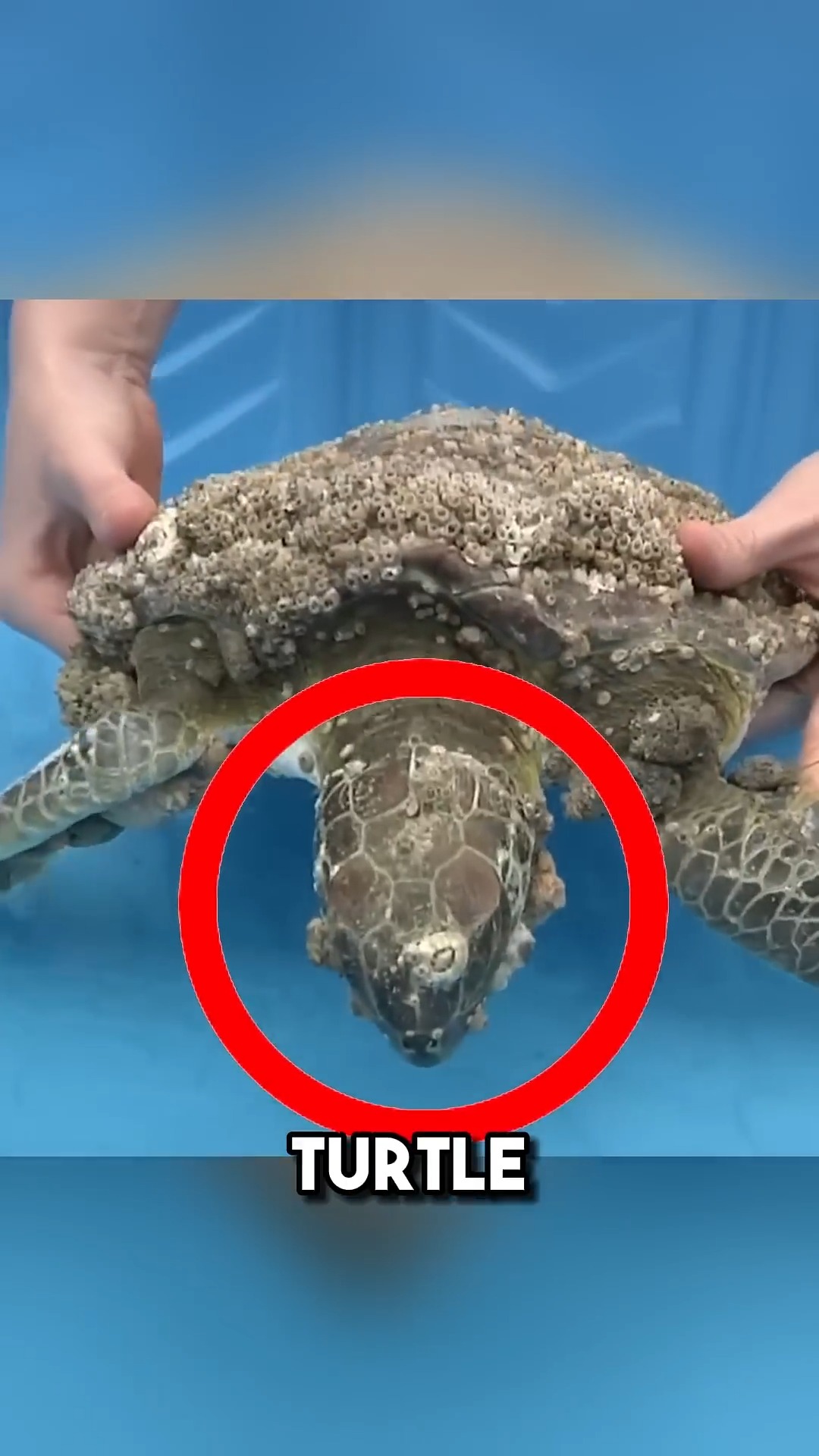 Removing thousands of crunchy barnacles from a sea turtle #Turtle # ...
