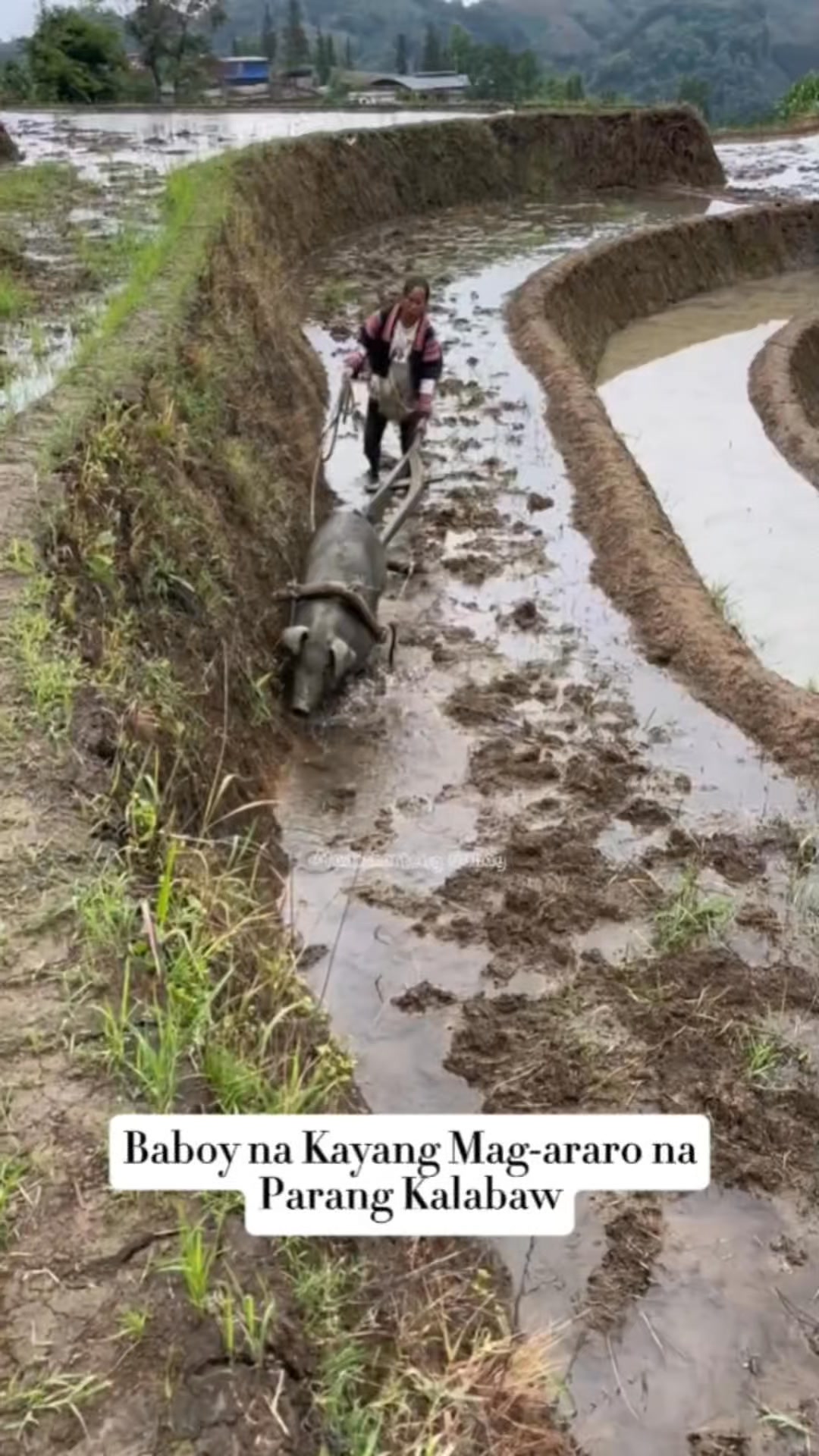 Baboy na Kayang Mag-araro na Parang Kalabaw #ThankfulThursday # ...
