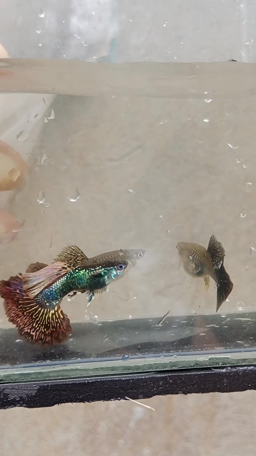 RDSS male and female ️🐉 #pjguppy #RDSS #HappyFishKeeping # ...