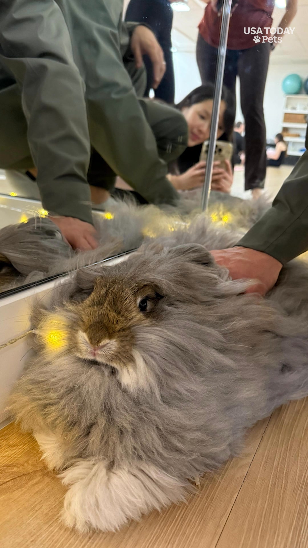This fluffy, grey bunny may resemble a well known “Lord Of the Rings ...