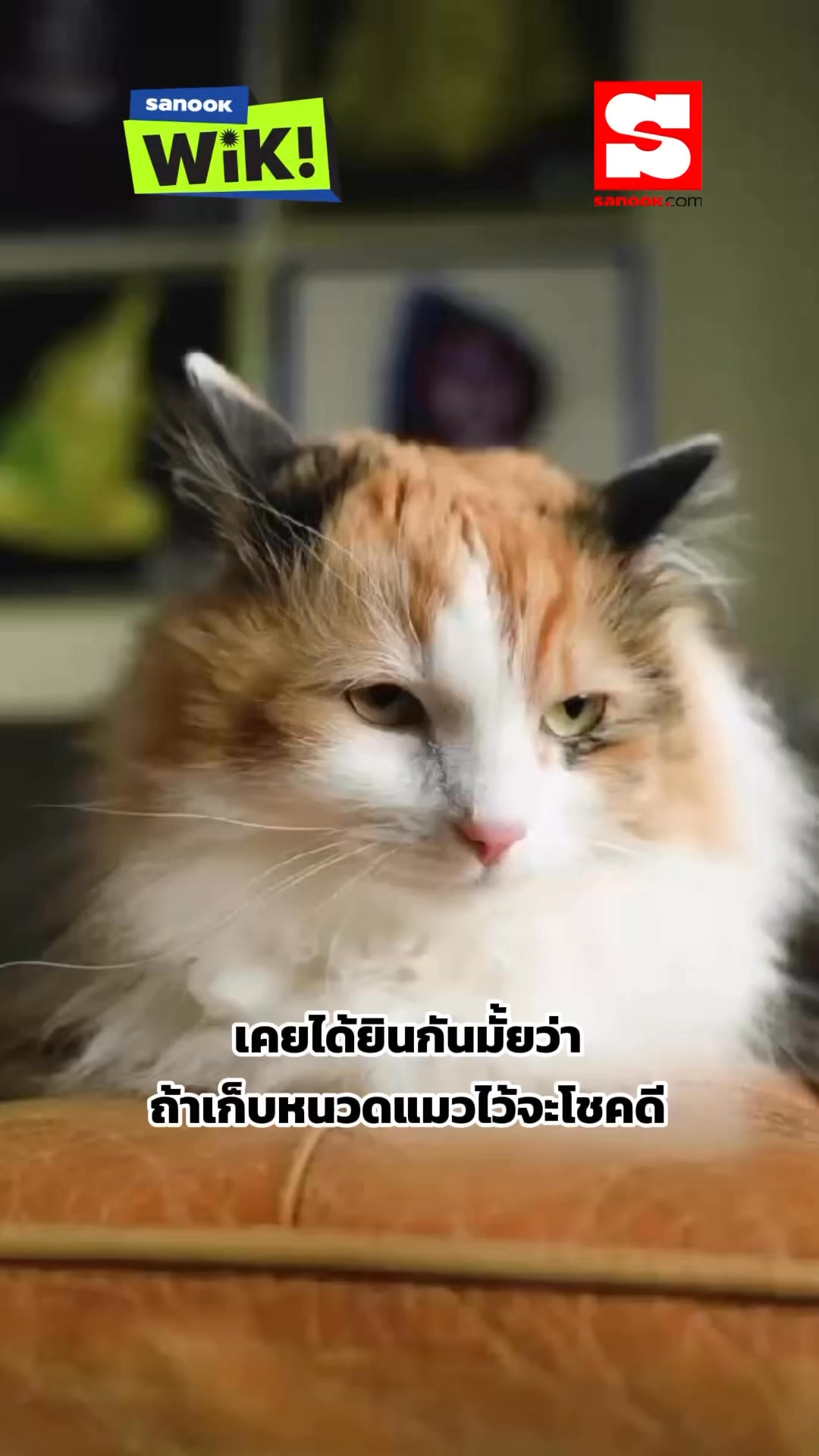 Sanook WiK! EP.41 : เคยได้ยินกันมั้ยว่า ถ้าเก็บหนวดแมวไว้โชคดี แล้วจะ ...