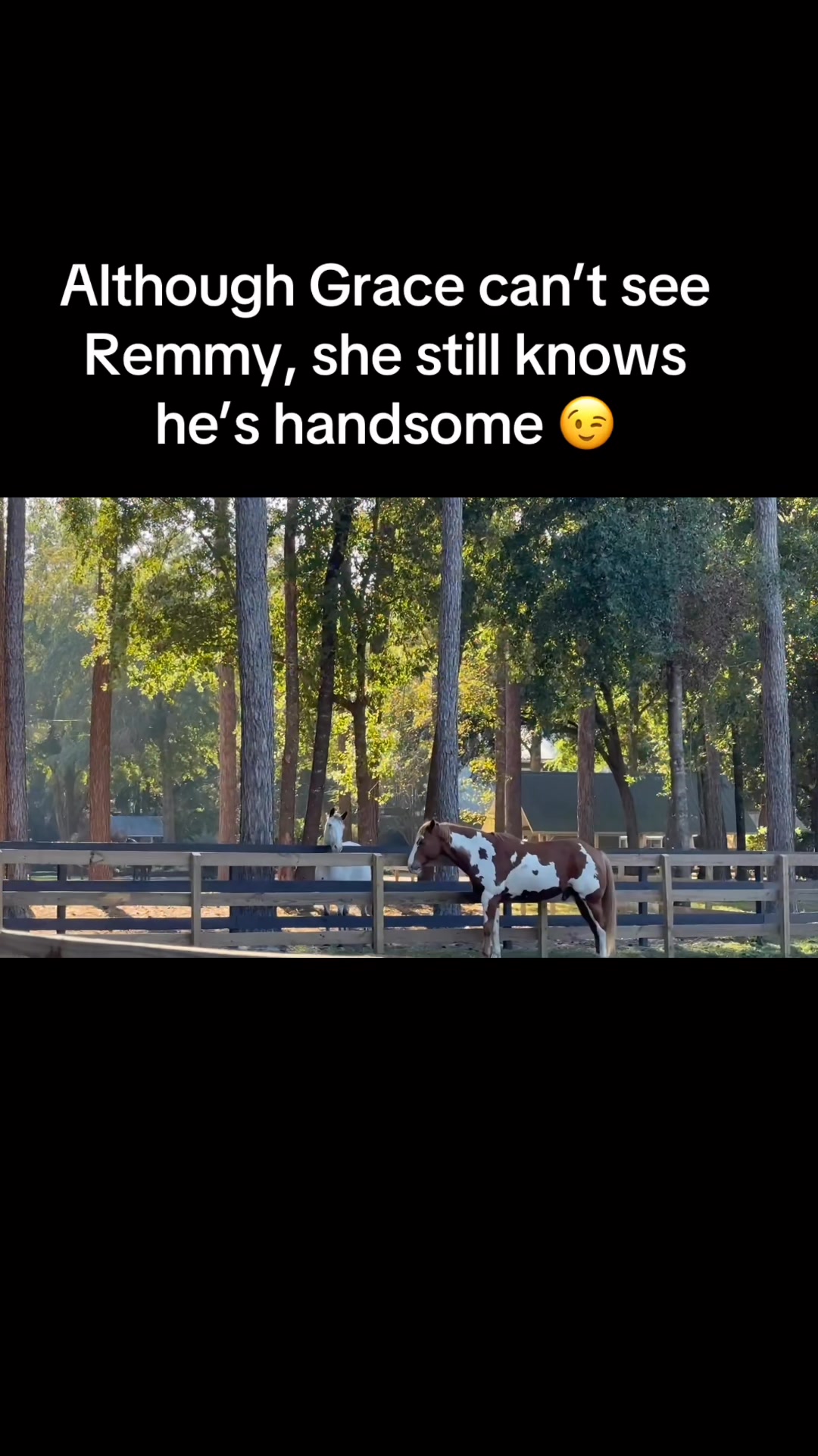 She senses his good looks😁#rescuefarm #blindhorse | Red Dragonfly ...