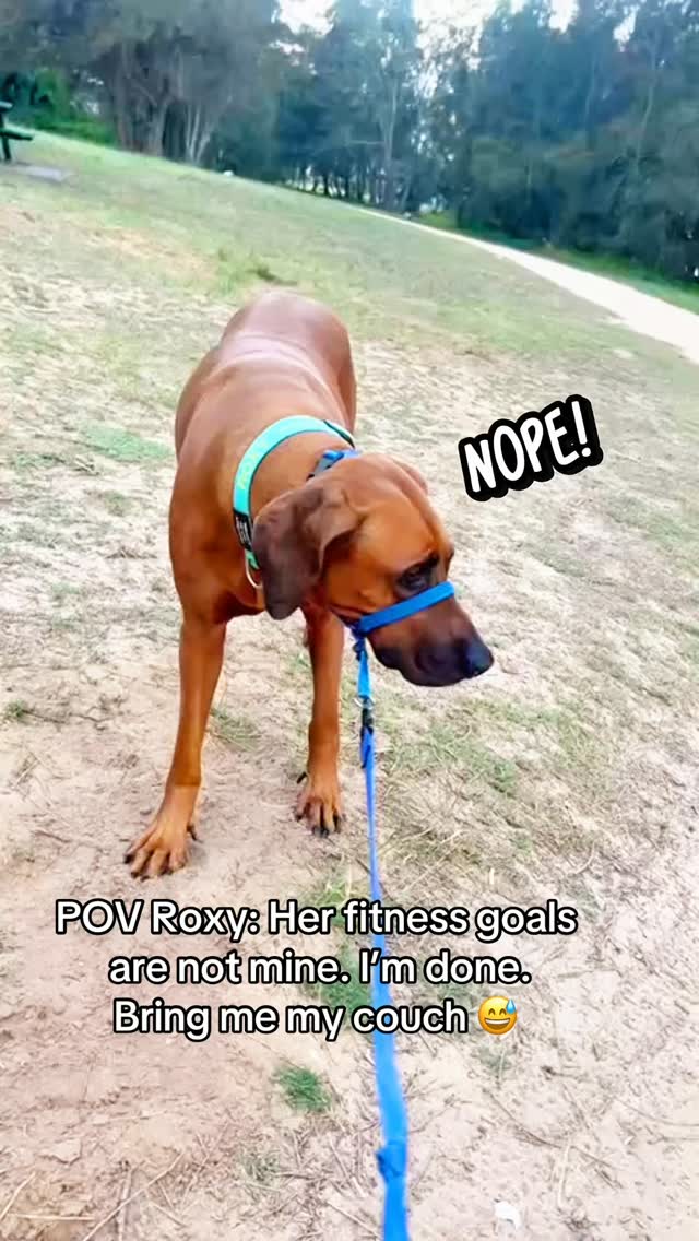 🐾 POV Roxy: she said a walk but this… I didn’t sign up for 🐾 #nope # ...