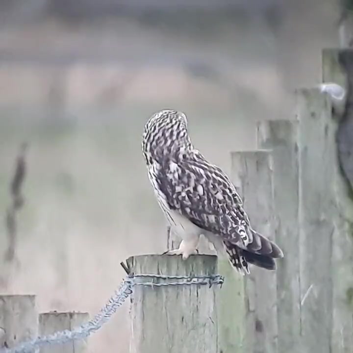Irish Raptor Study Group - Home