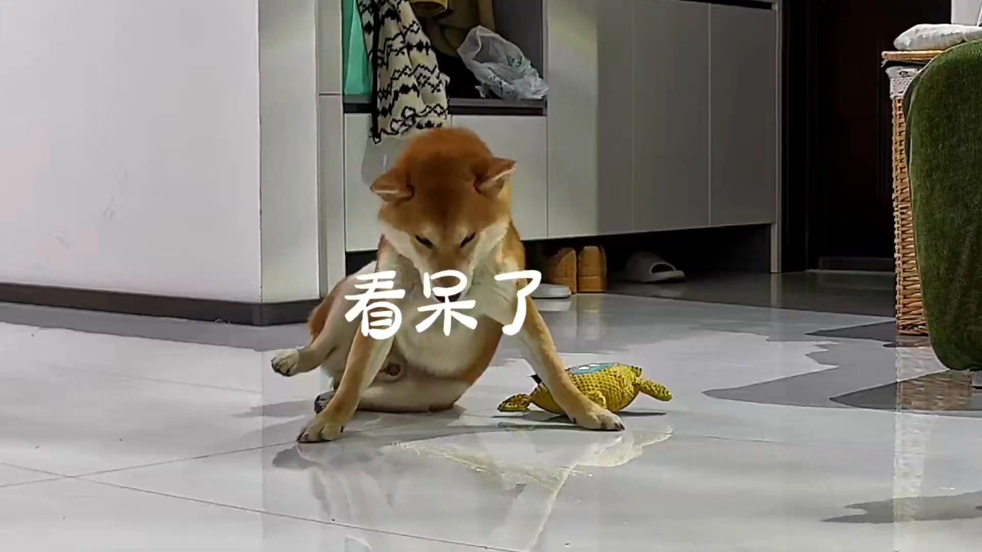 #柴犬 #封印 #傻狗的日常 该怎么办 | 柴柴小八嘎 | Facebook