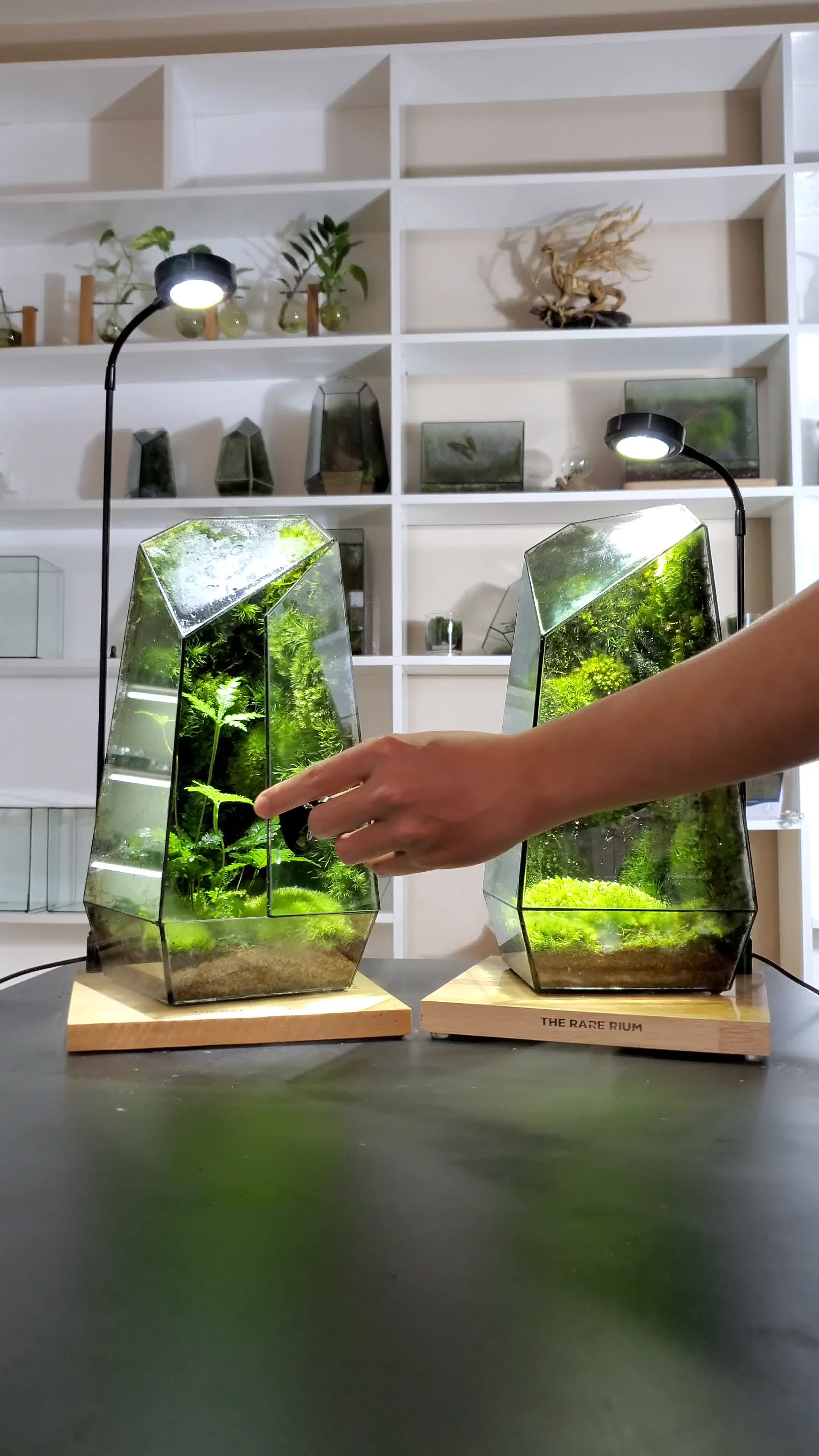 The Variant - Origin (L) The Double Big Size Terrarium | DOUBLE THE ...