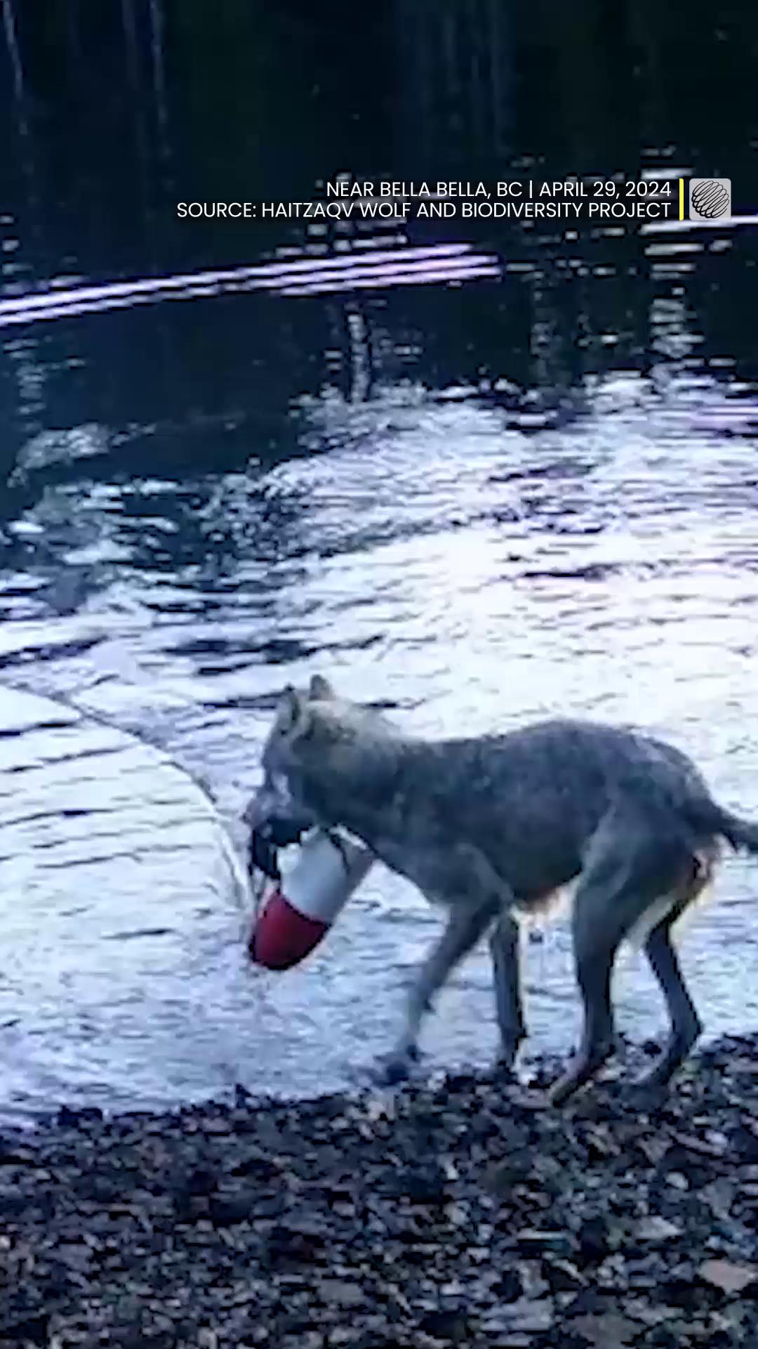 Researchers captured footage of wild wolves in British Columbia using ...