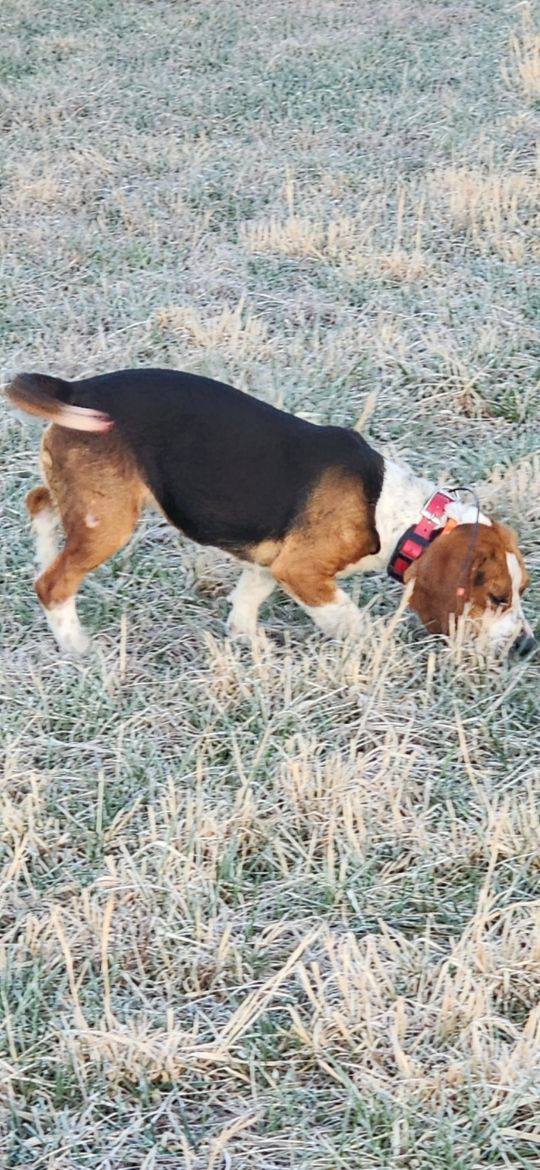 Beagles Pushing the Rabbit Hard 💨 #hunting #doglife #puppy #rabbit ...