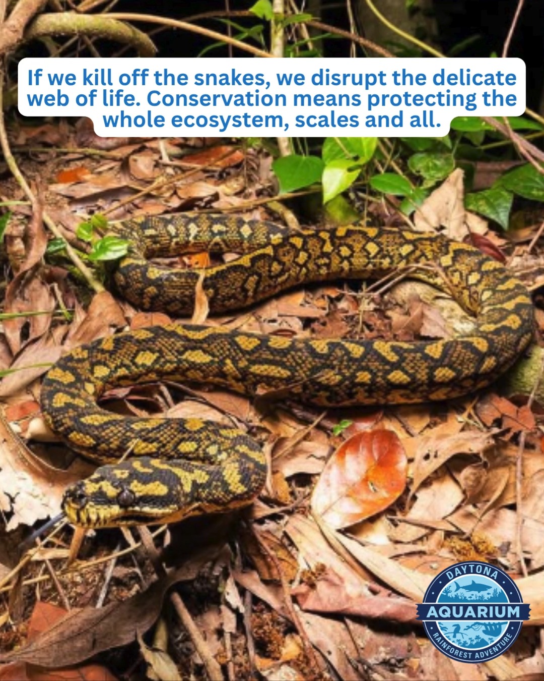 ✨ Happy World Snake Day! ✨ Today we're celebrating some of the