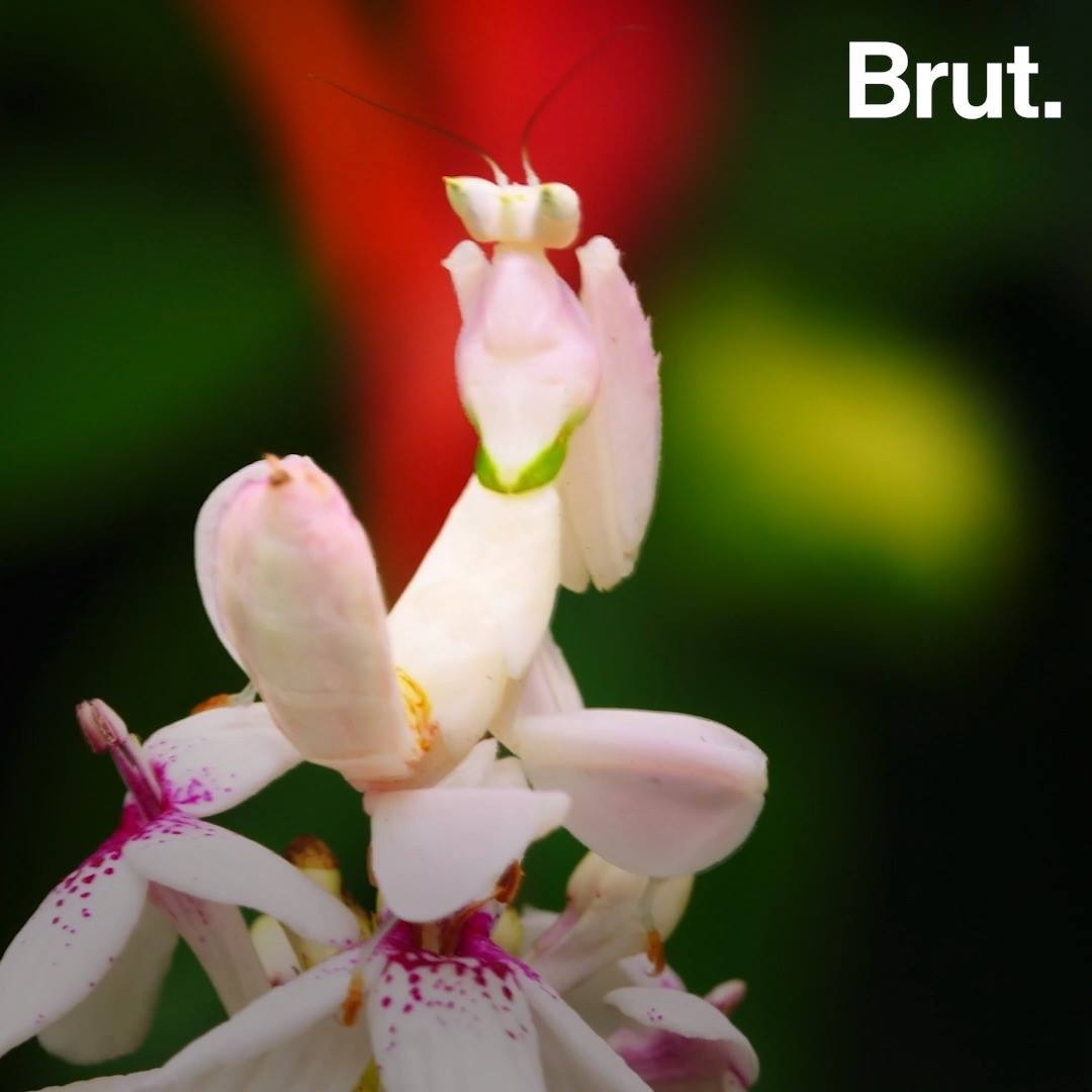 La mante orchidée est l'un des insectes les plus redoutables | Le ...