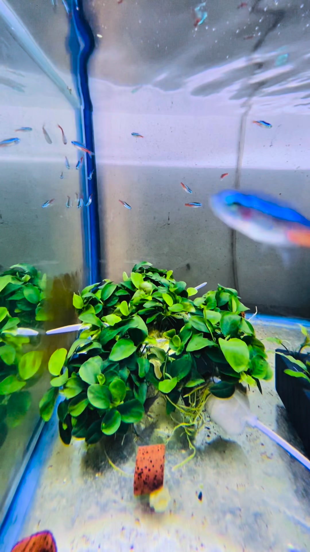 রোজা রেখে মাছ নিতে আসছে দেখুন #anondopets #aquariumfish #reelschallenge ...