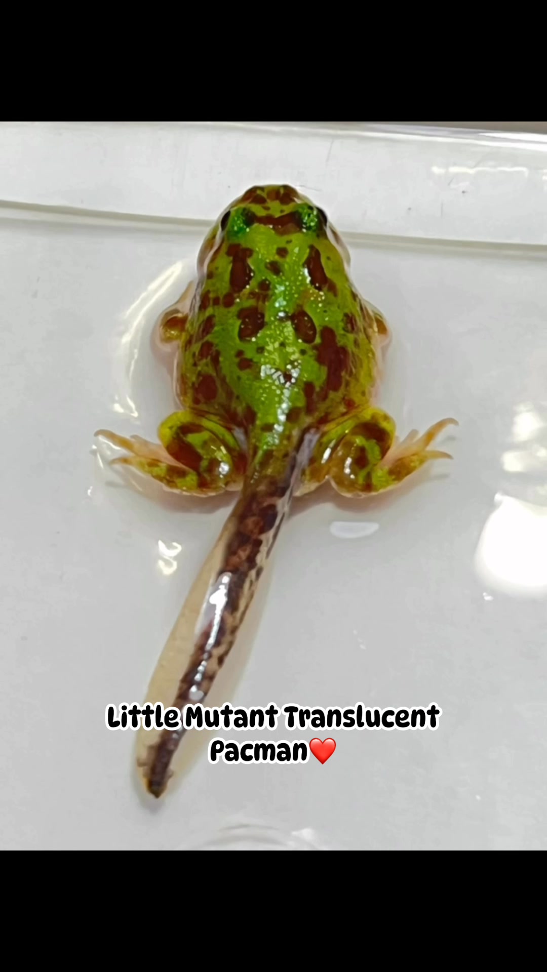 Little Mutant Translucent Pacman ️🧬 #mutant #pacman #translucent #变异 ...