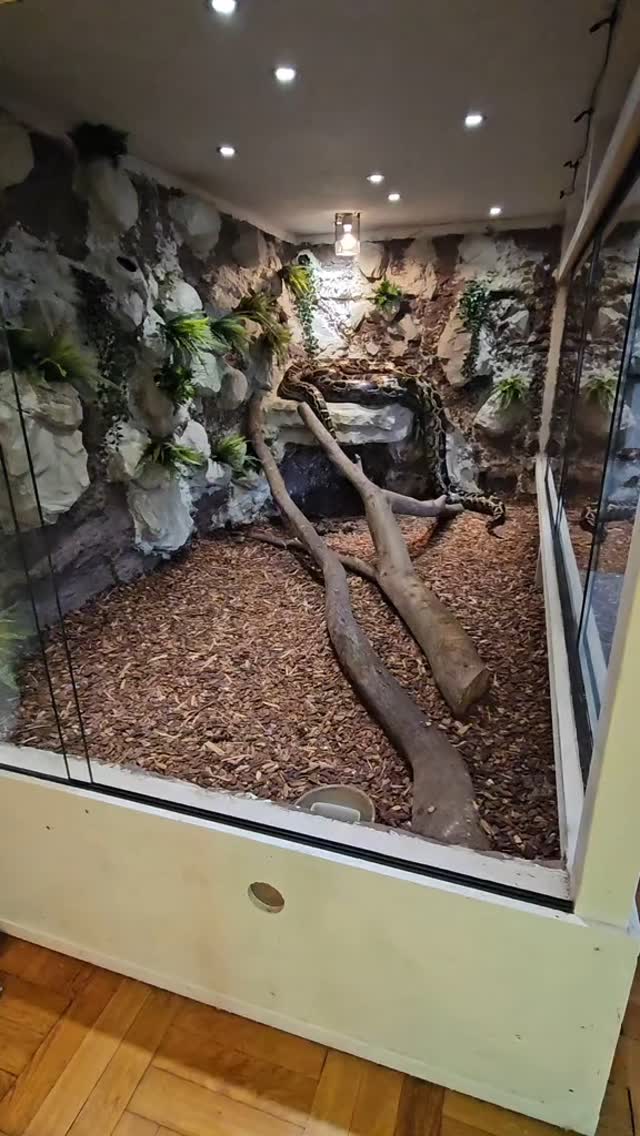 #enclosure #terraristik #tigerpython #burmesepython #reptilekeeper # ...