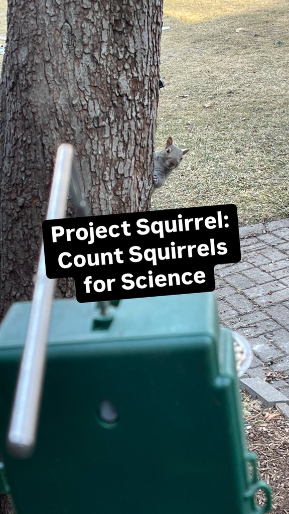 January 21st is Squirrel Appreciation Day! Love 'em or not, squirrels ...