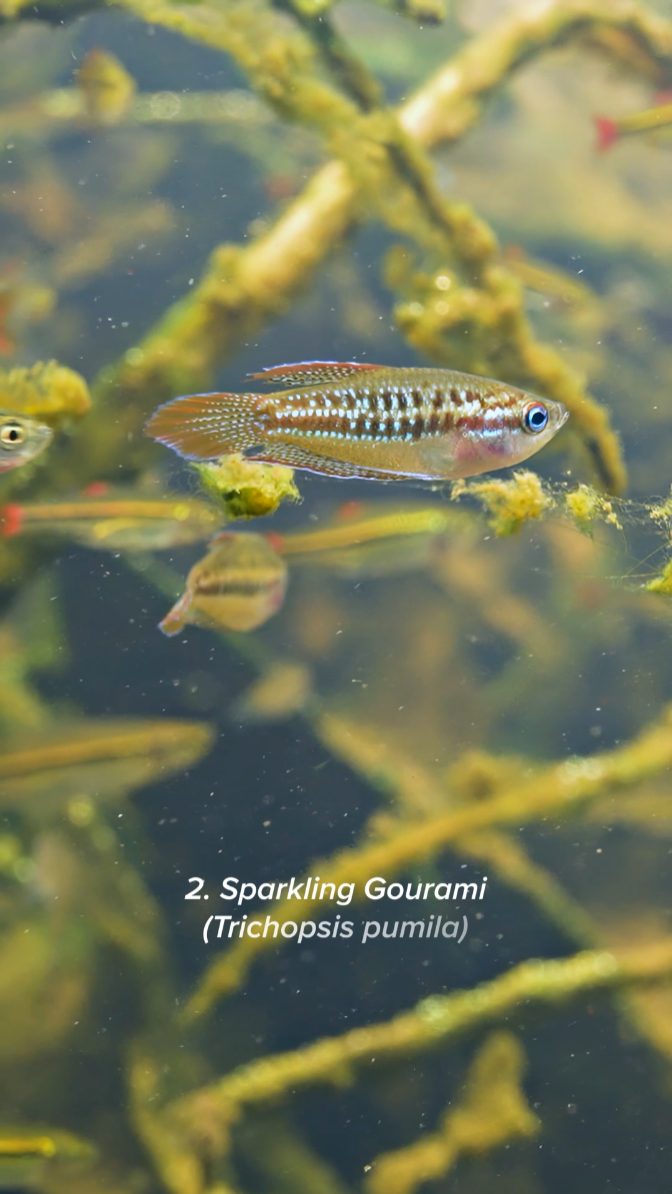All the fish species that I found in this ditch in Thailand! 1 ...
