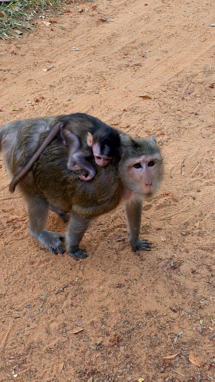 Baby monkey Sapphire riding on Mom's back to follow up. | Love Monkeys ...
