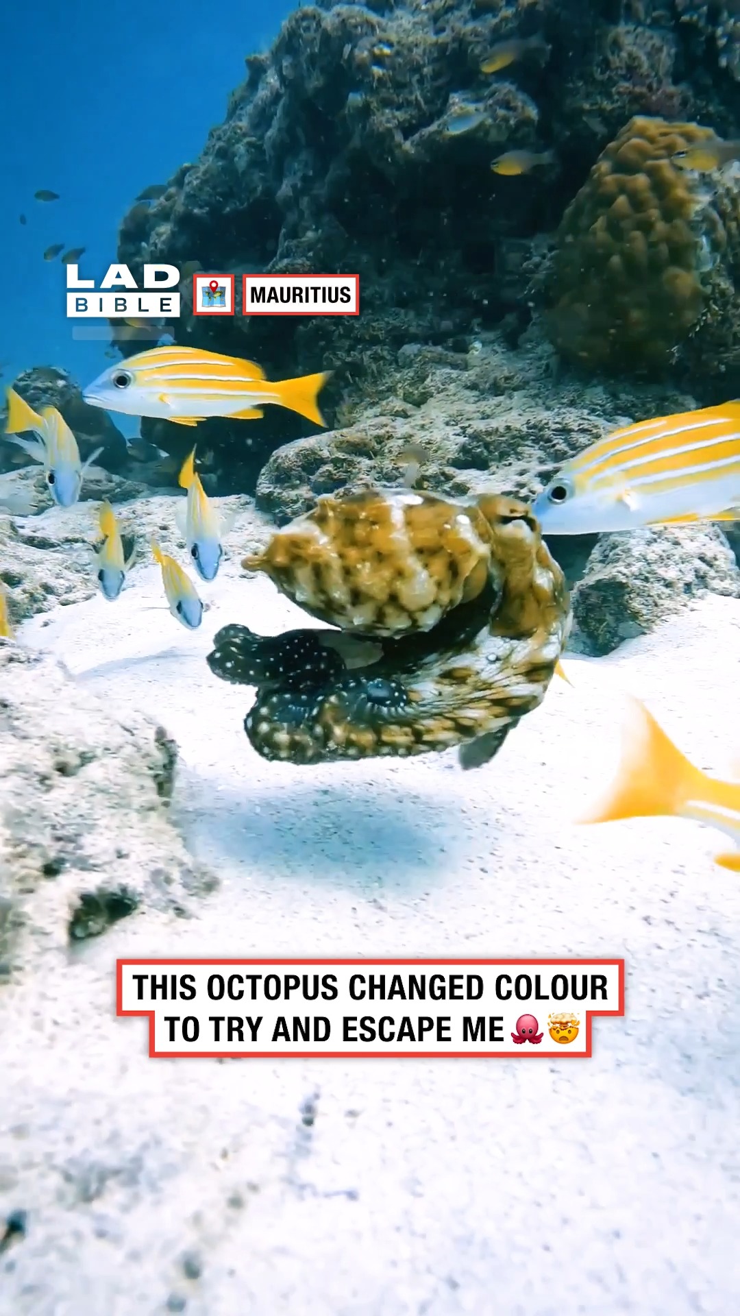 This octopus changed colour to try and escape me 👀🐙 | LADbible