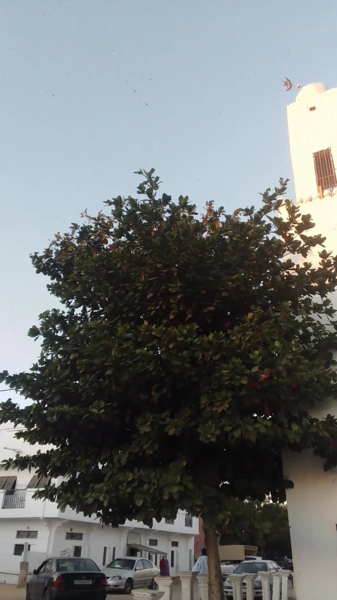الأمير الموريتاني رقم (1)🇲🇷 شكرا لمن قام بهذا العمل أيا كان | Hamalla ...