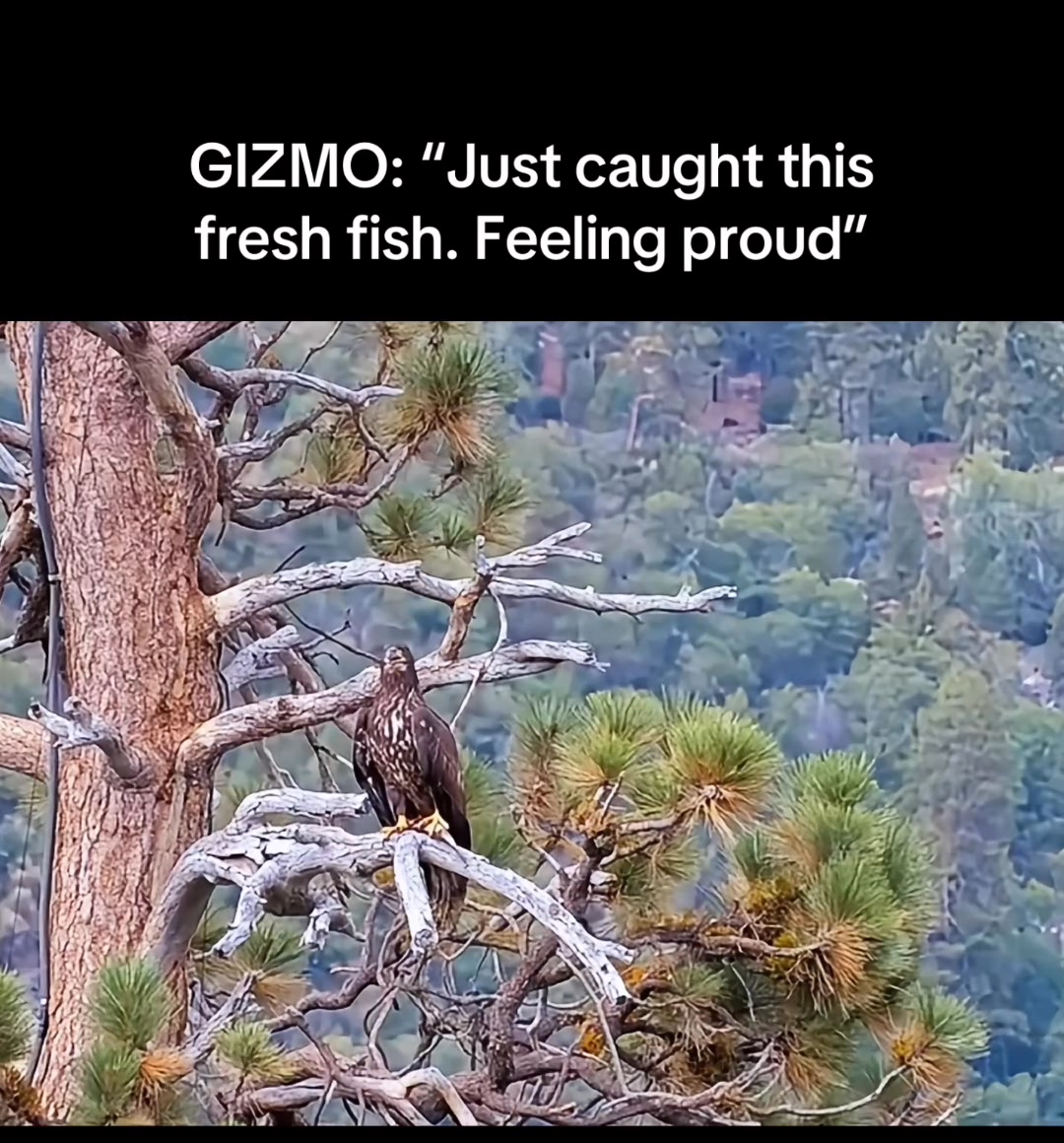 Gizmo has been amazing us. Two days in a row, this young eagle has ...