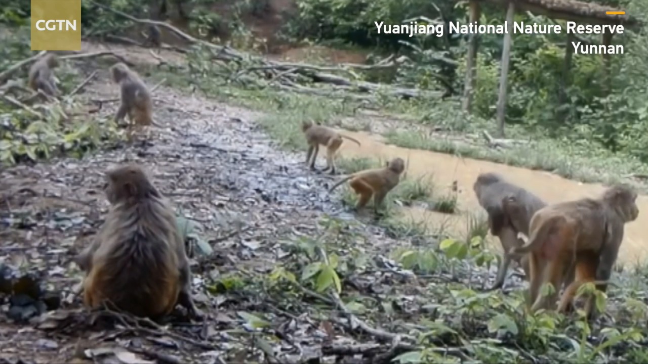 The monkeys were spotted diving from tree branches into a pond ...